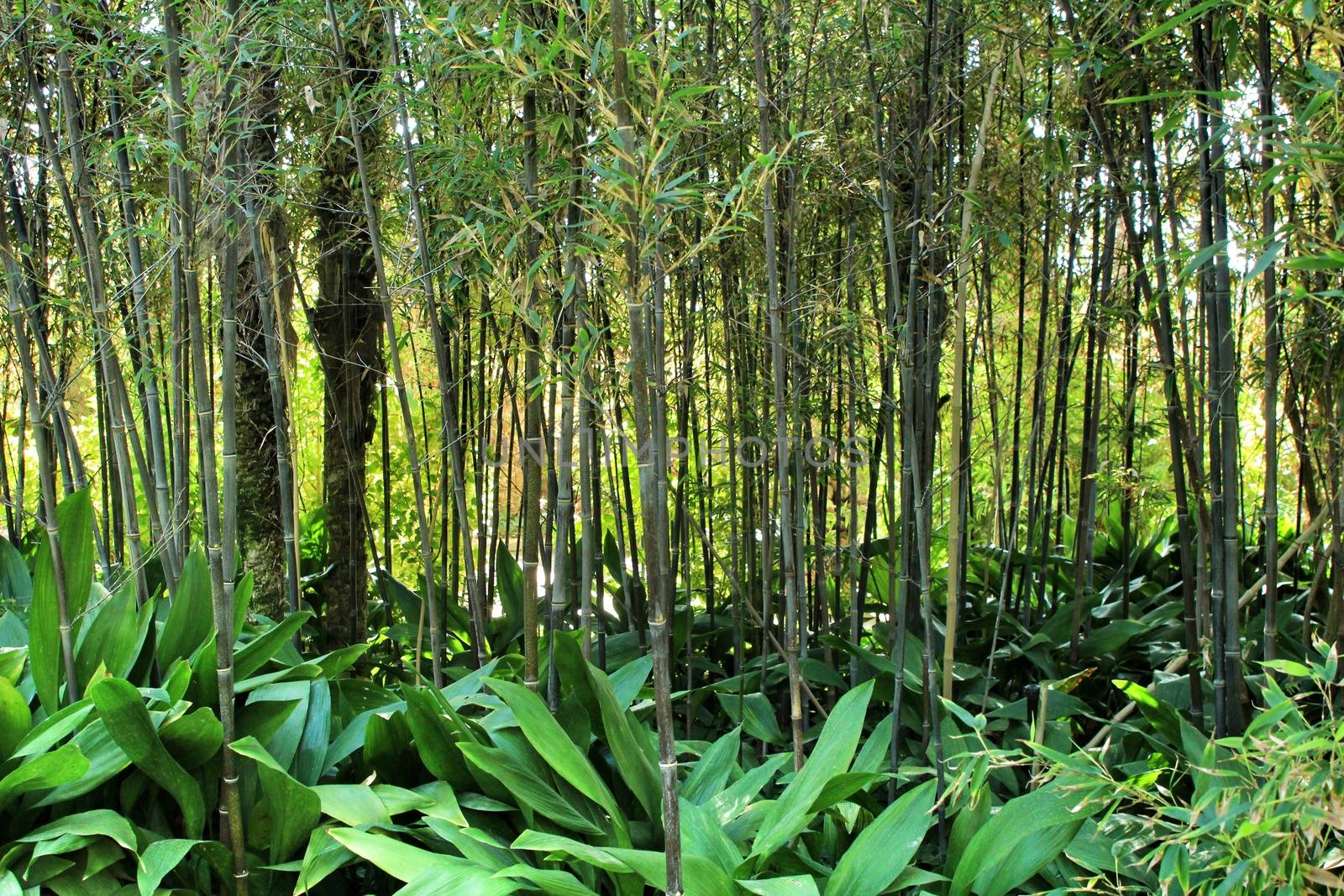 Beautiful Phyllostachys Nigra bamboo forest with Aspidistra Elatior plants in the garden