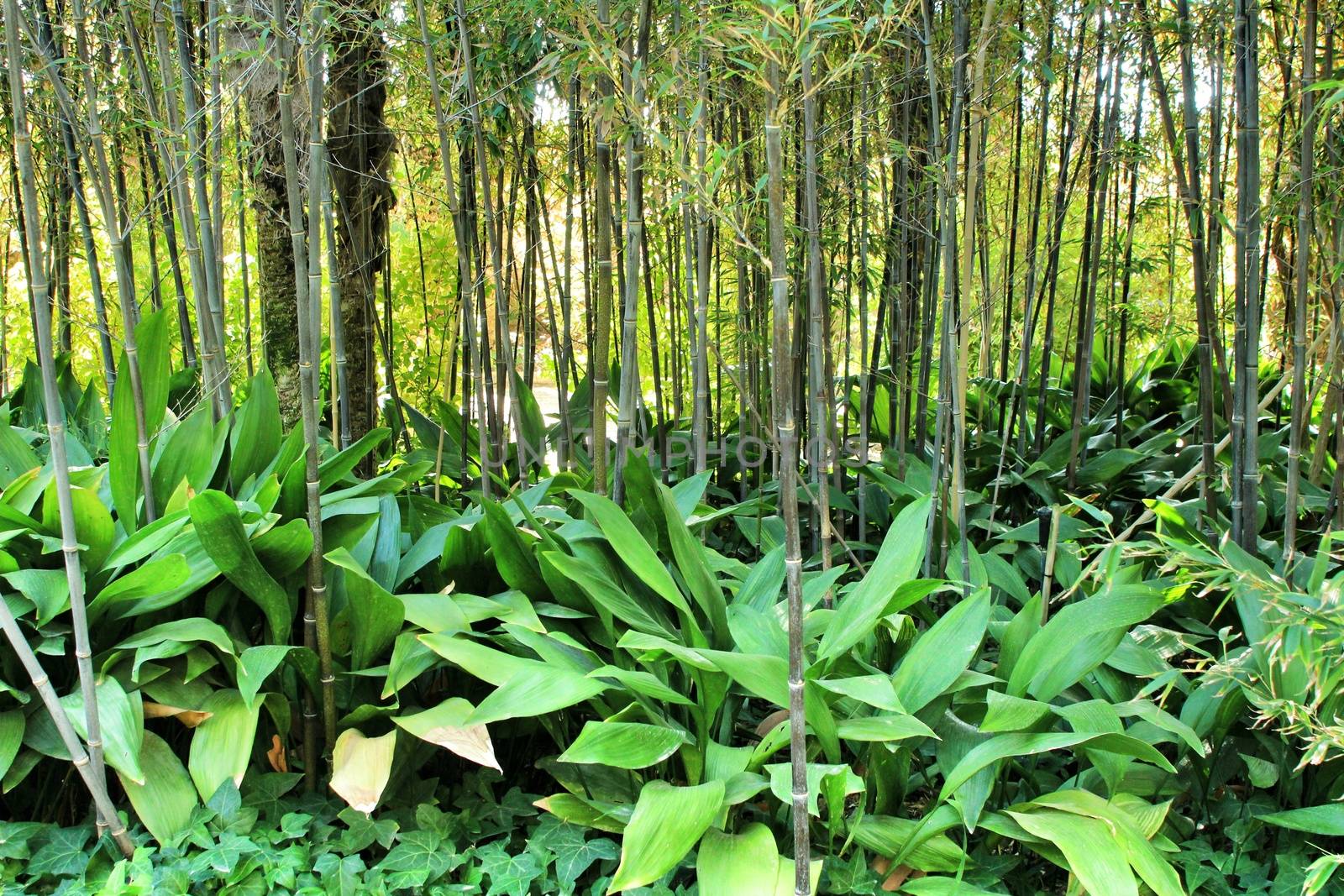Beautiful Phyllostachys Nigra bamboo forest with Aspidistra Elatior plants in the garden