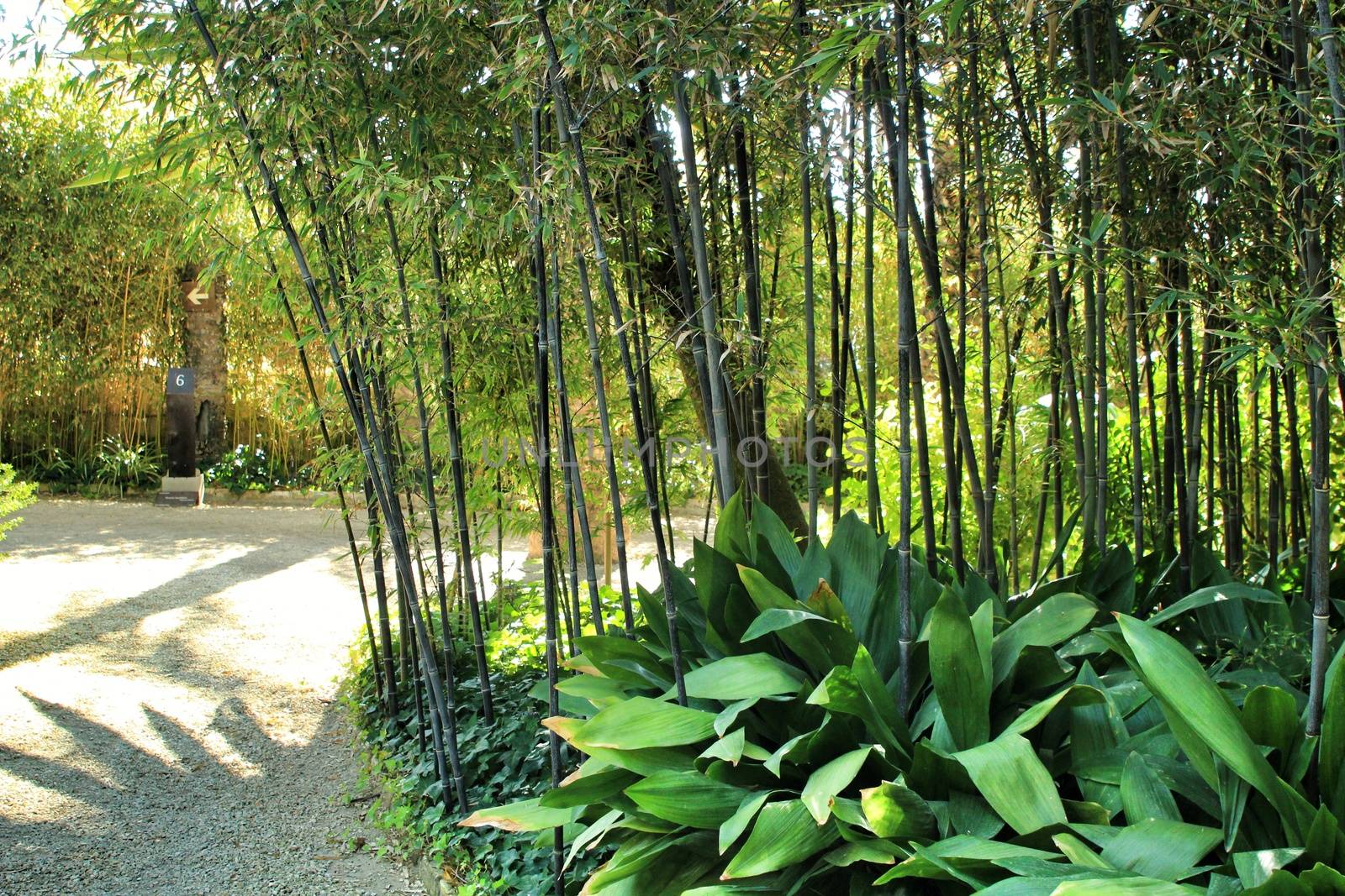 Beautiful Phyllostachys Nigra bamboo forest with Aspidistra Elatior plants in the garden