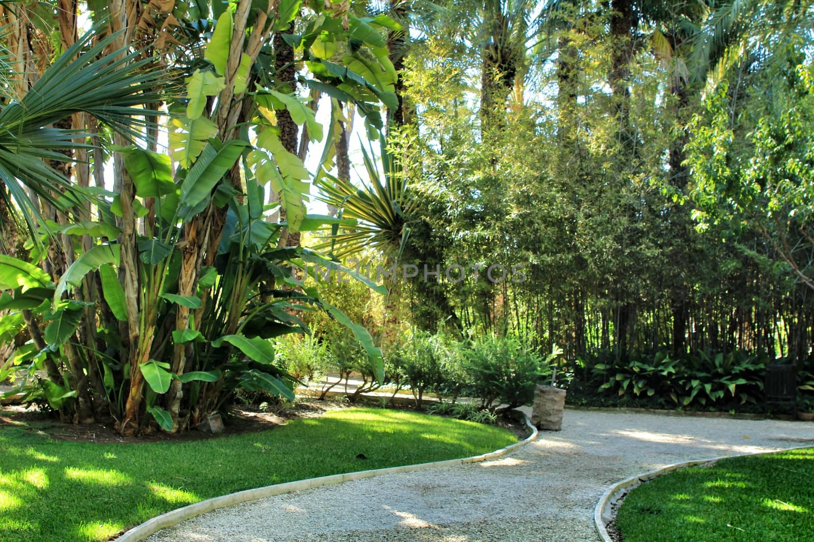 Green vegetation in Huerto del Cura botanical garden in Elche, Spain