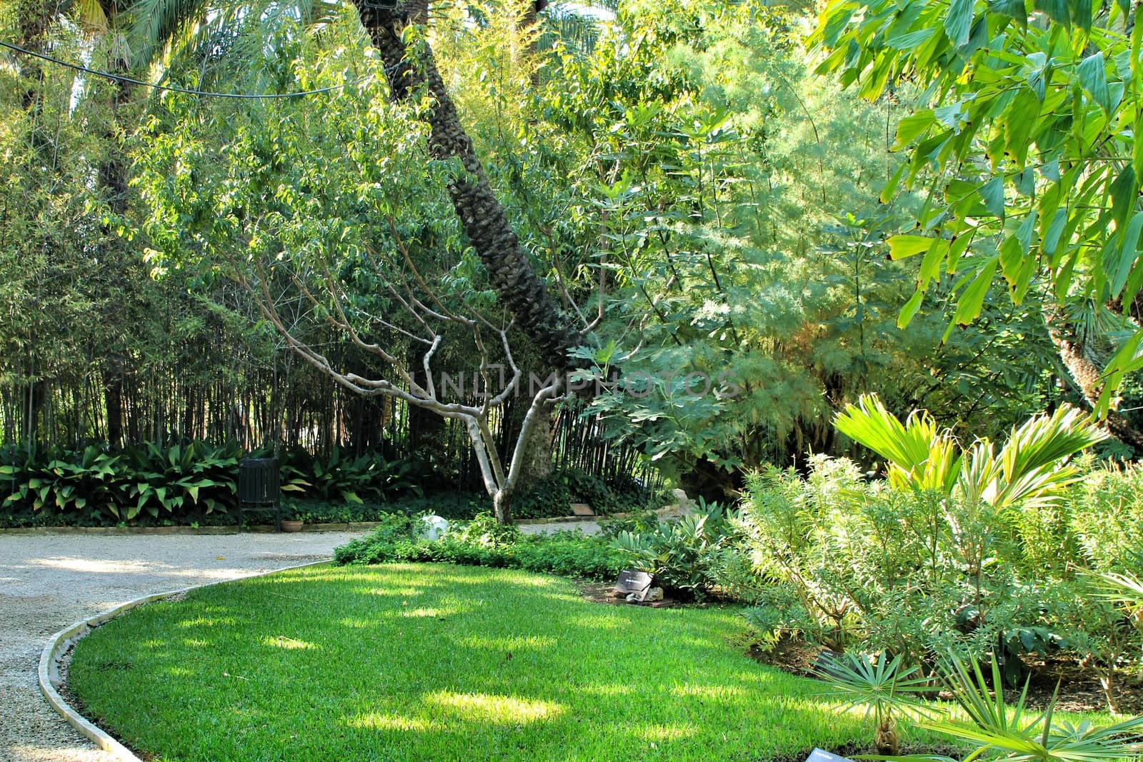 Green vegetation in Huerto del Cura botanical garden in Elche, Spain