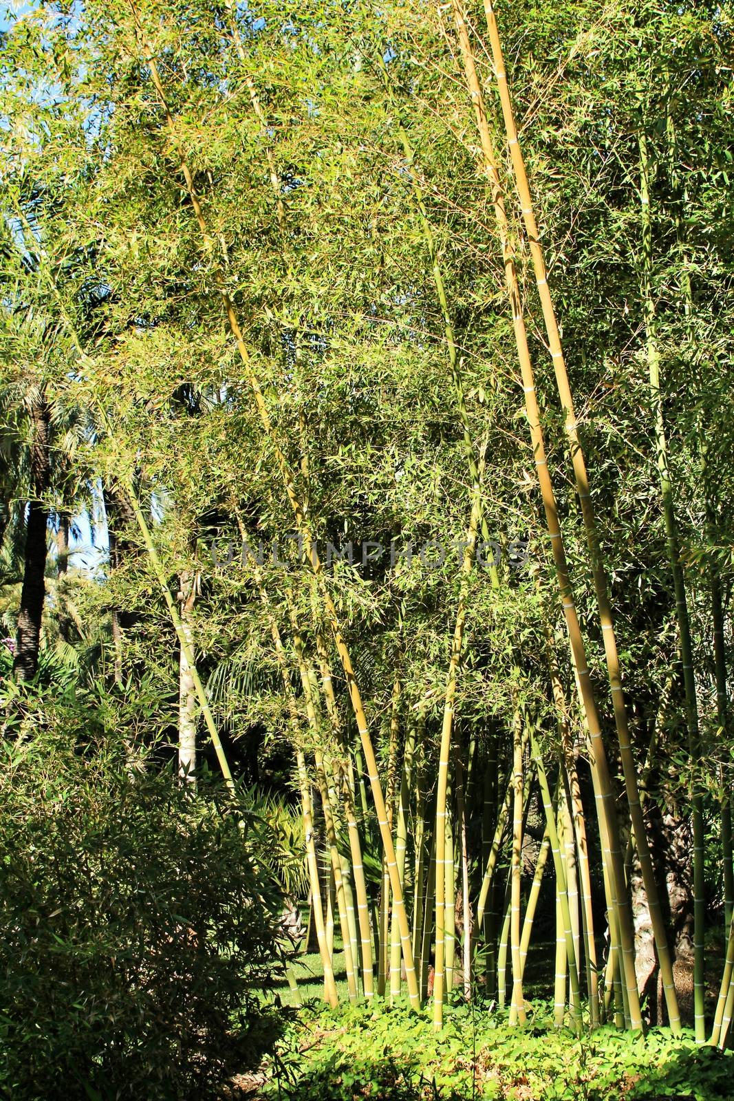 Bambusoideae Green bamboo trunk forest