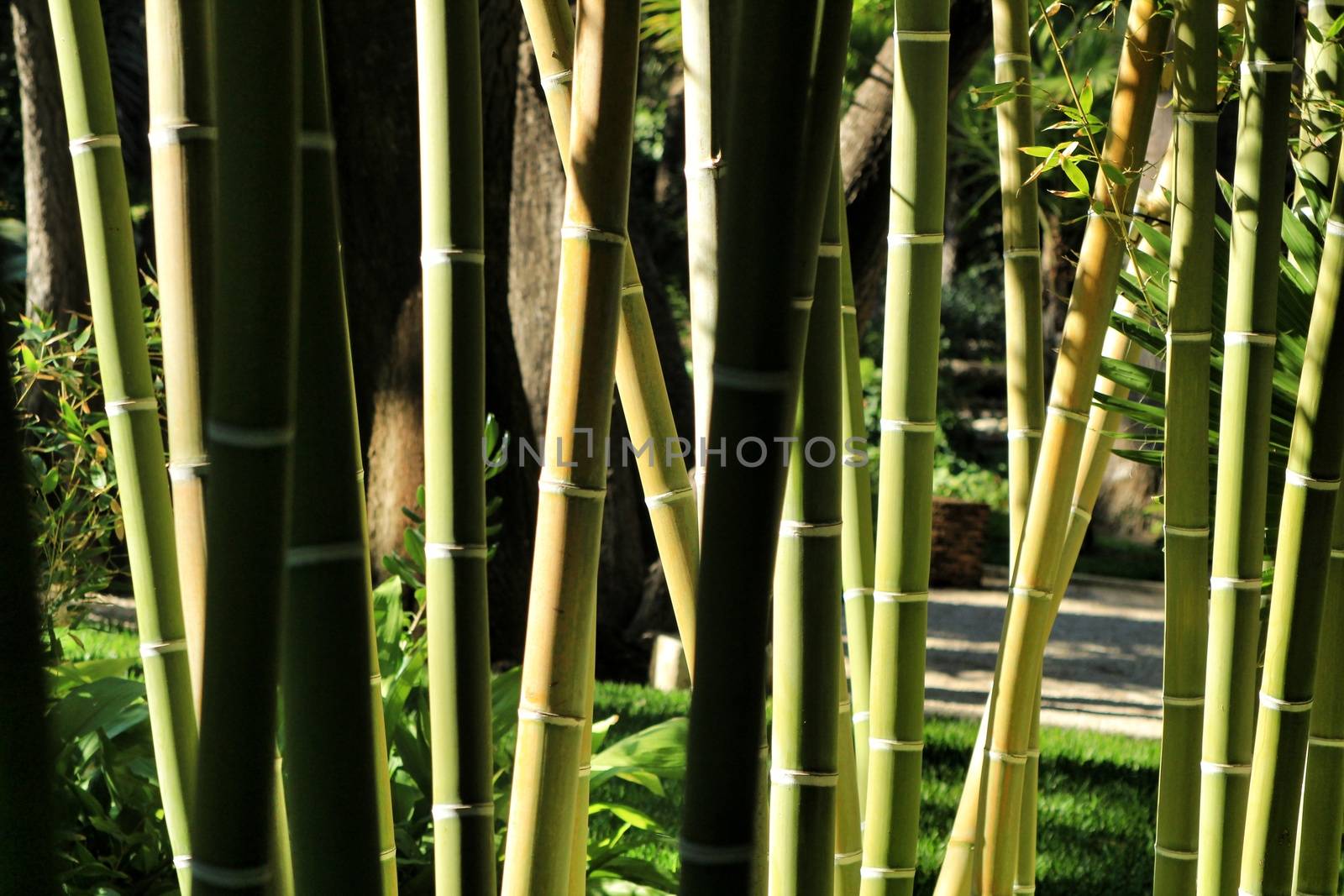Bambusoideae Green bamboo trunk forest