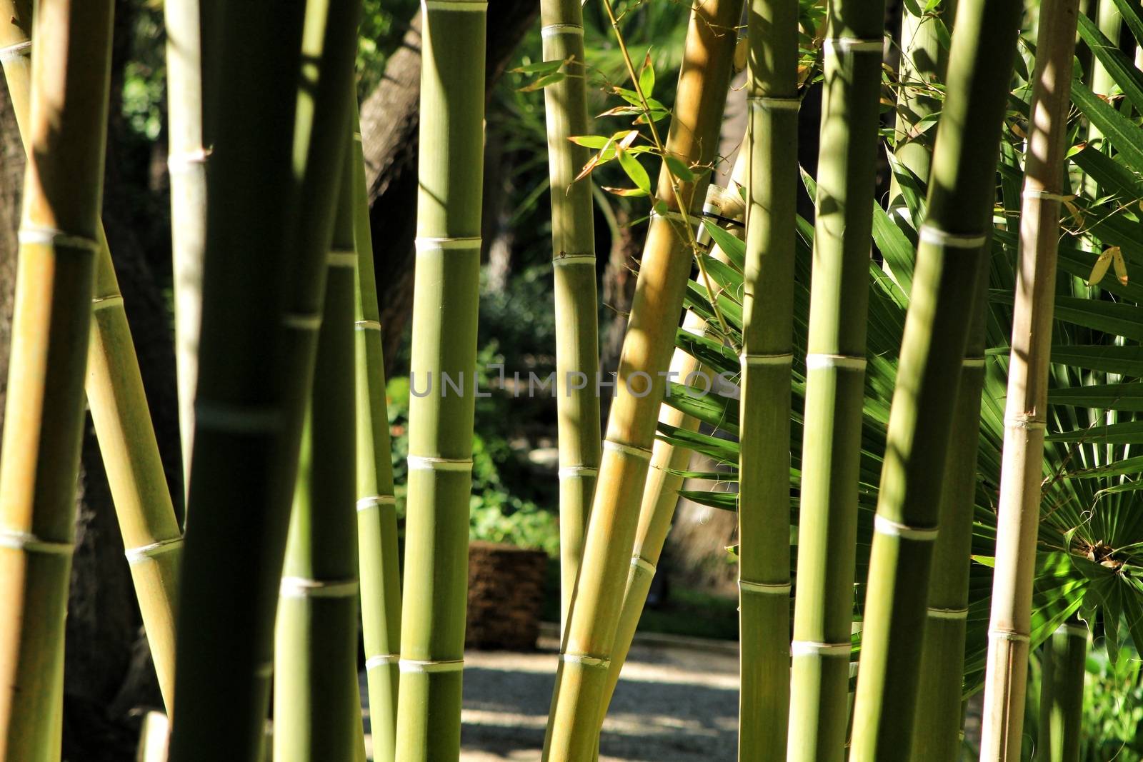 Bambusoideae Green bamboo trunk forest