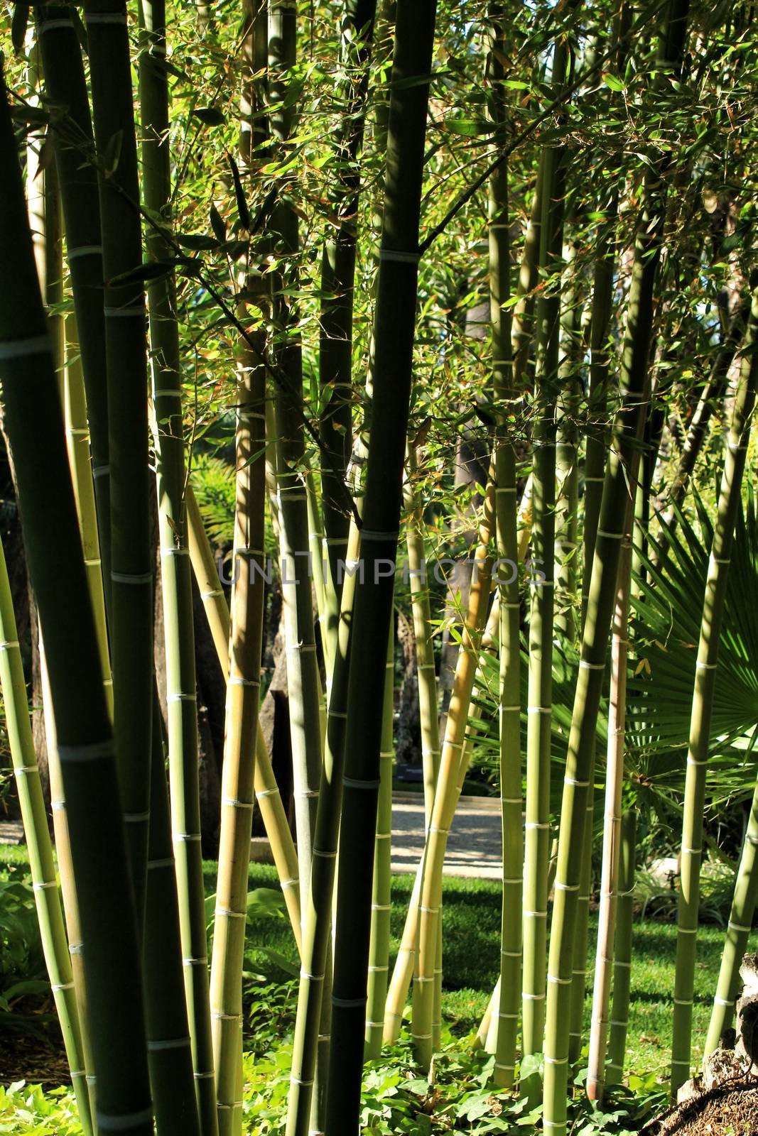 Bambusoideae Green bamboo trunk forest