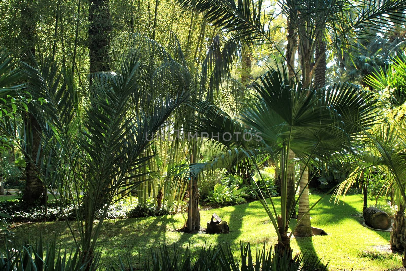 Green vegetation in Huerto del Cura botanical garden in Elche, Spain