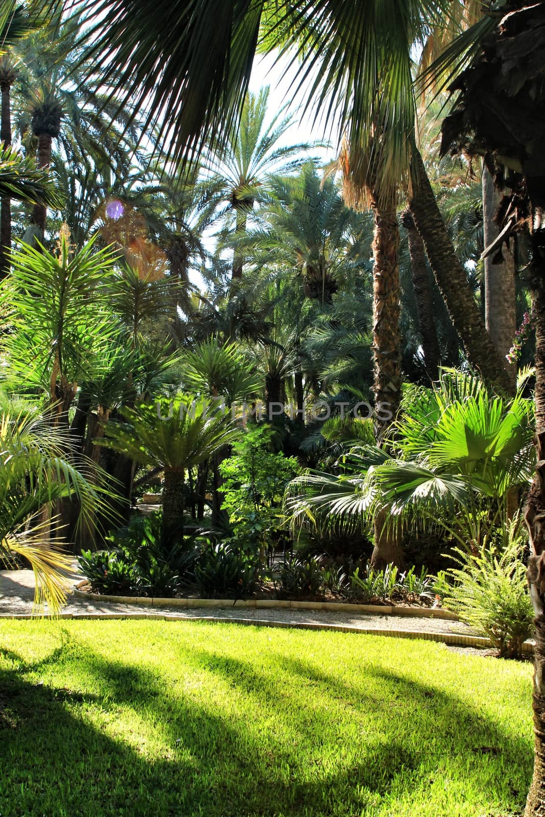 Green vegetation in Huerto del Cura botanical garden in Elche, Spain