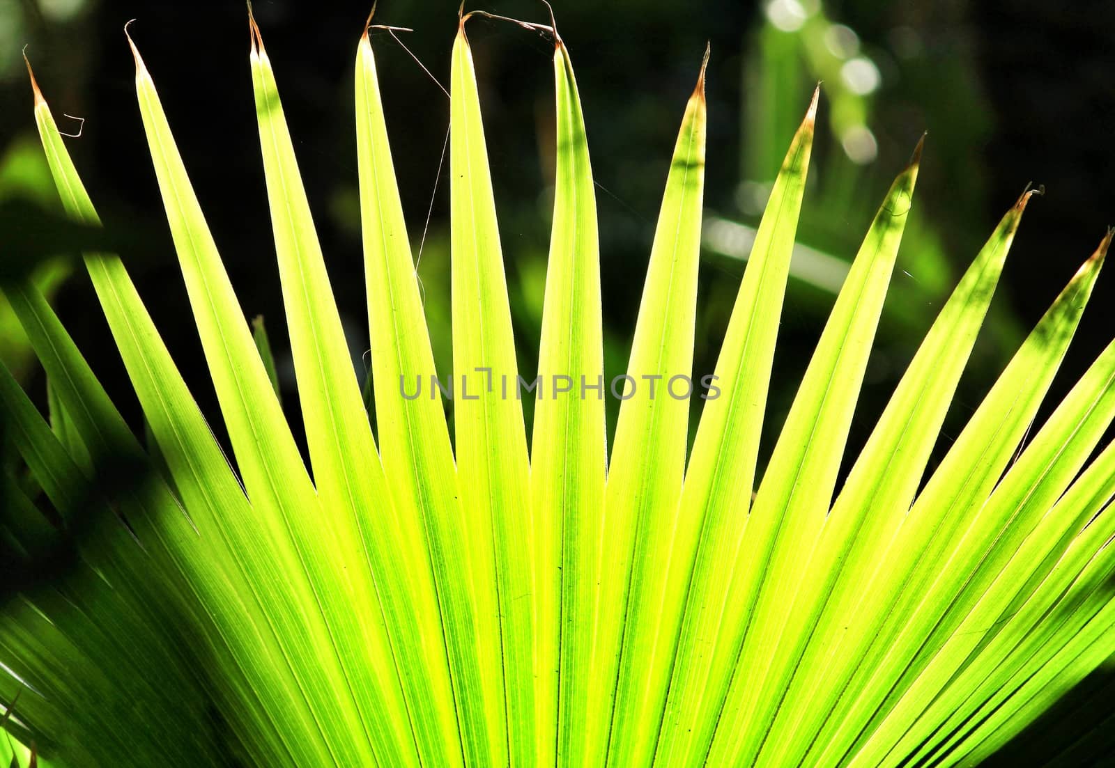 Latania loddigessi mart texture under the sun in a garden