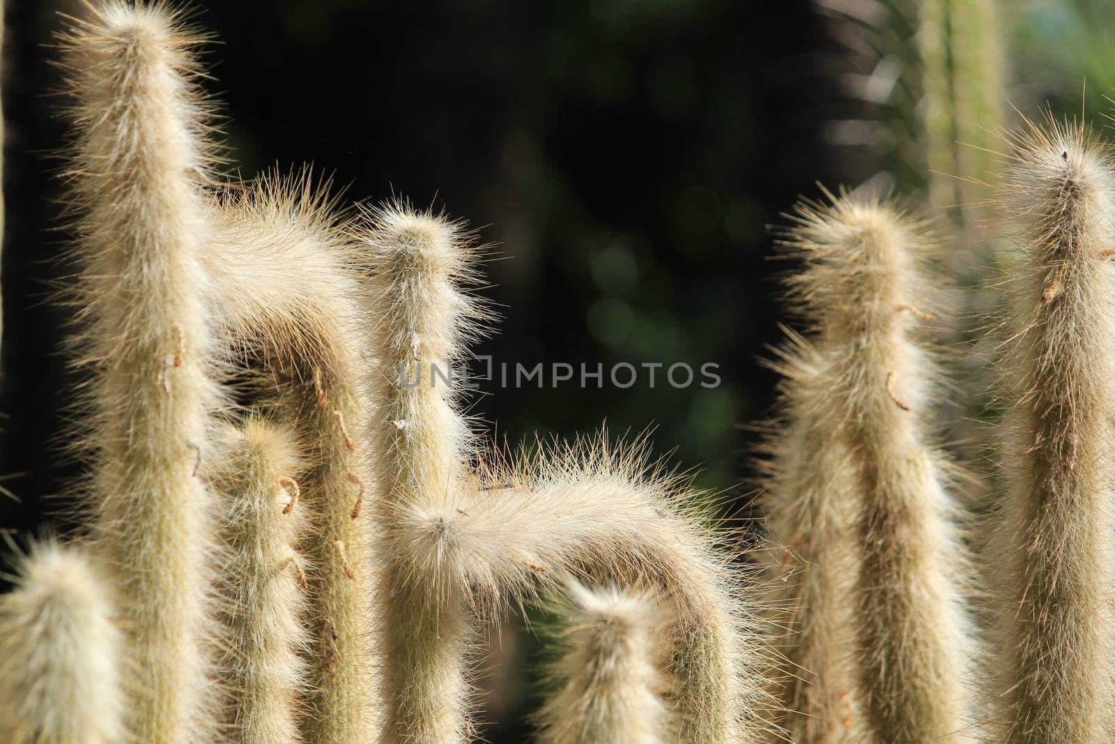 Cleistocactus Strausii cactus plant in Huerto del Cura garden in Elche in Autumn