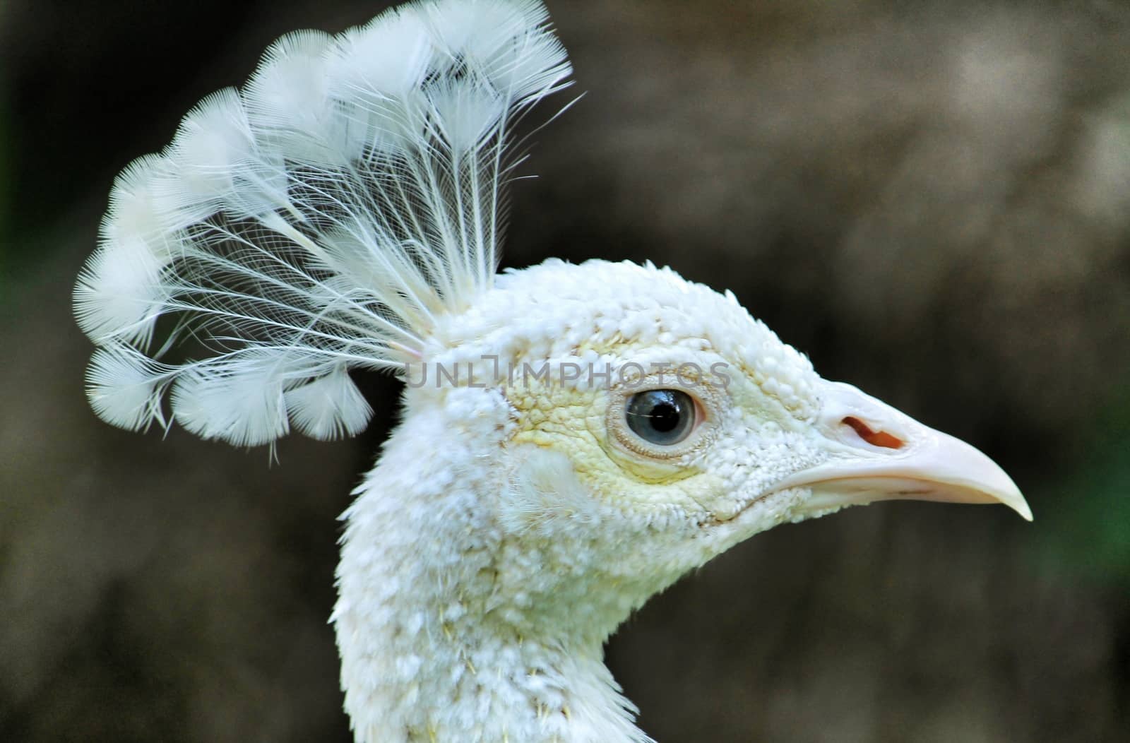 White peacocks in a garden of Lisbon, Portugal