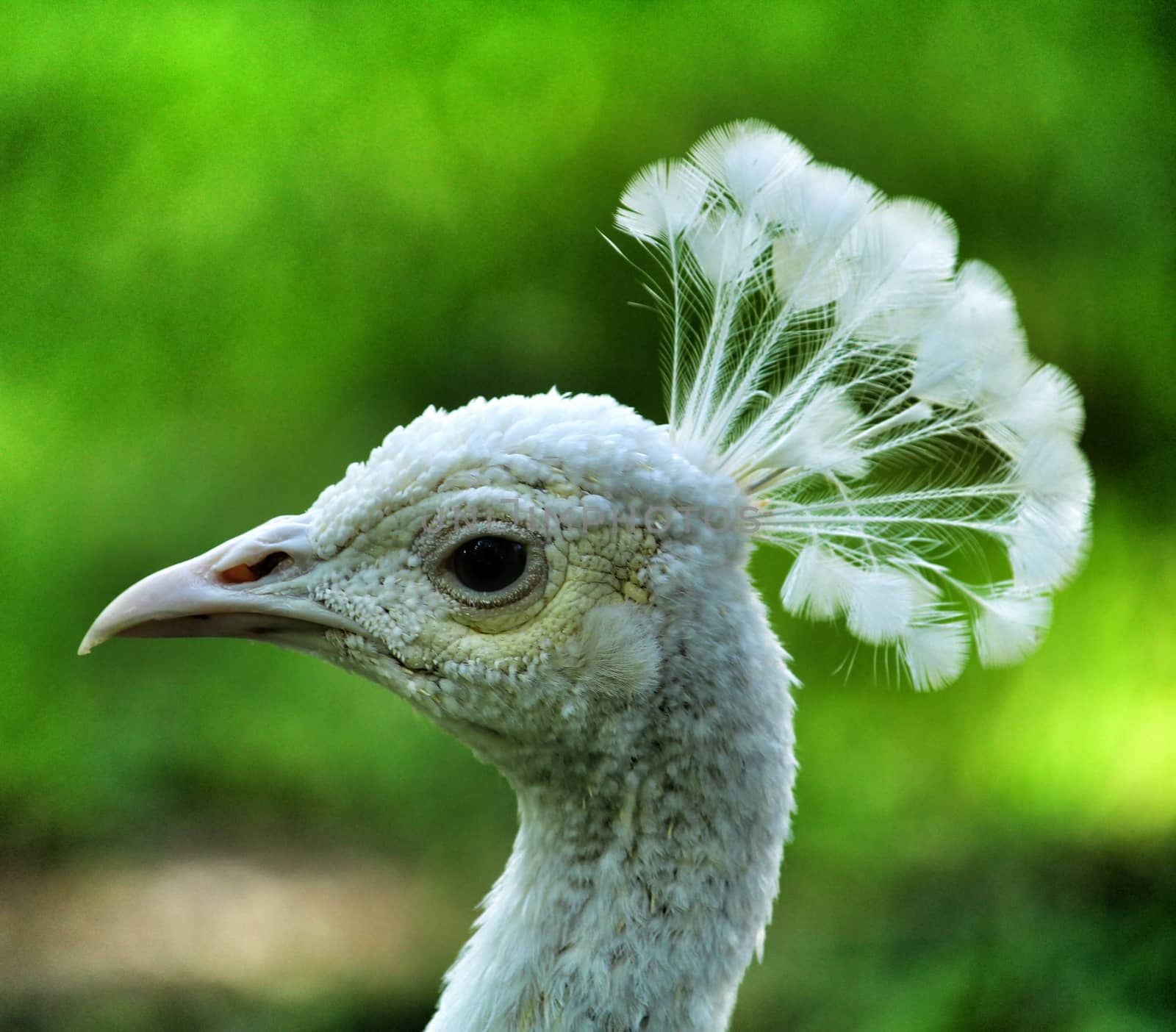 White peacocks in a garden of Lisbon, Portugal
