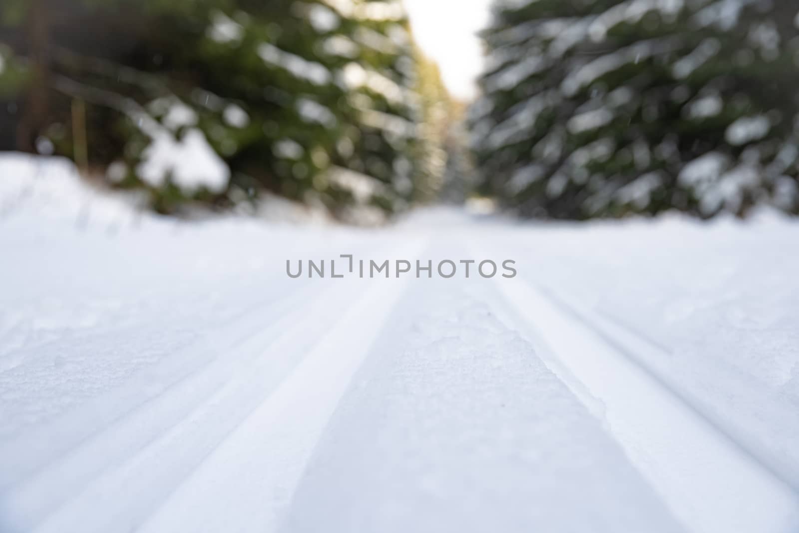snow running track in winter forest.
