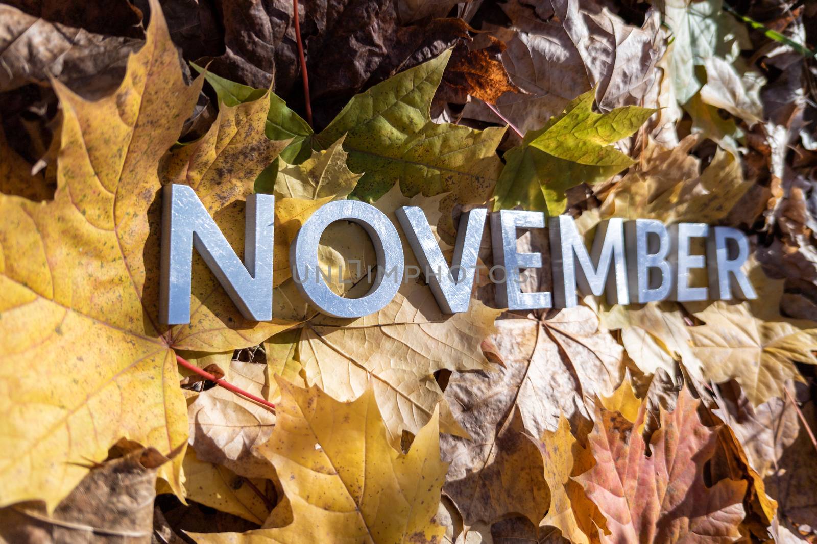 the word november laid with metal letters over yellow autumn fallen leaves - closeup with selective focus.