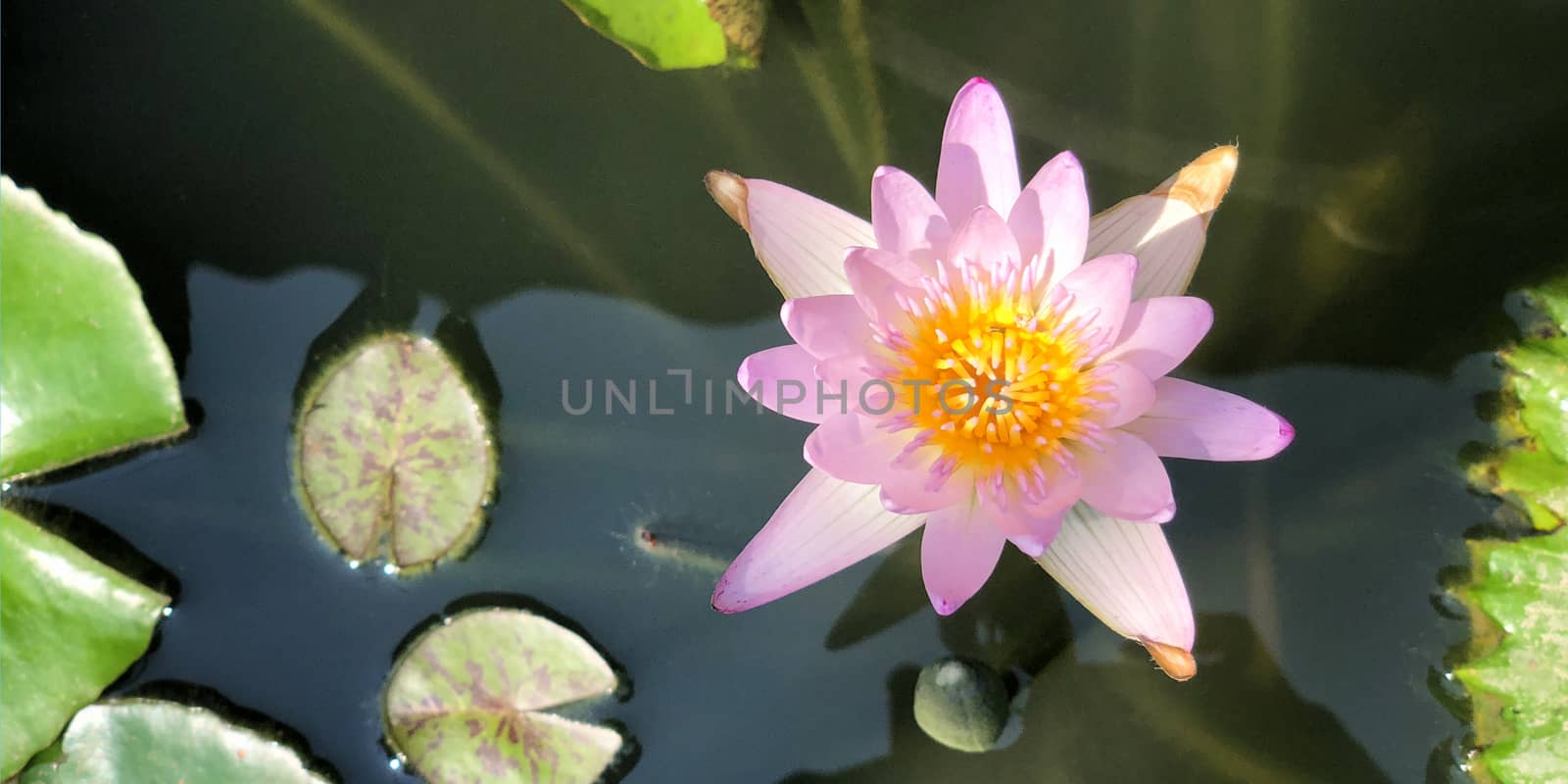 Beautiful lotus flower in nature daylight by Surasak