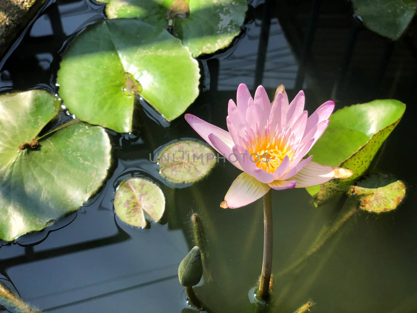 Beautiful lotus flower in nature daylight by Surasak