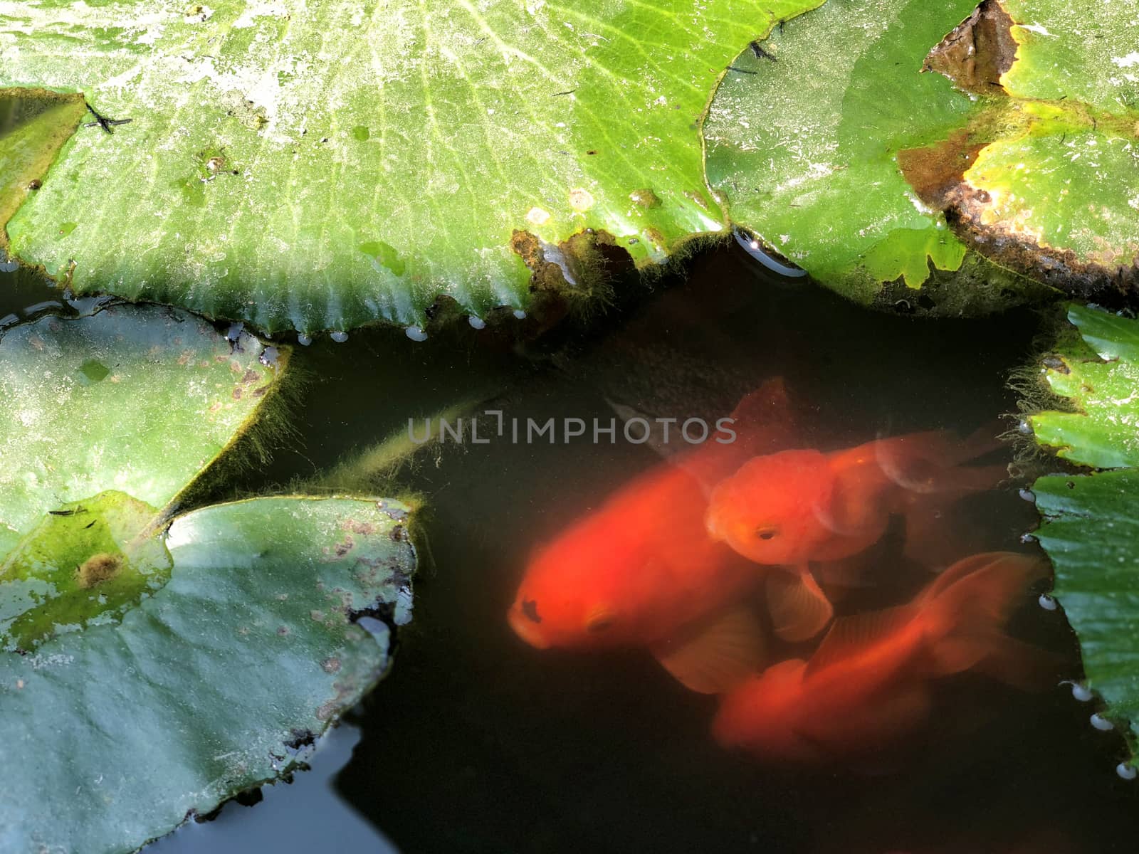 Red Goldfish in nature outdoor at daylight by Surasak