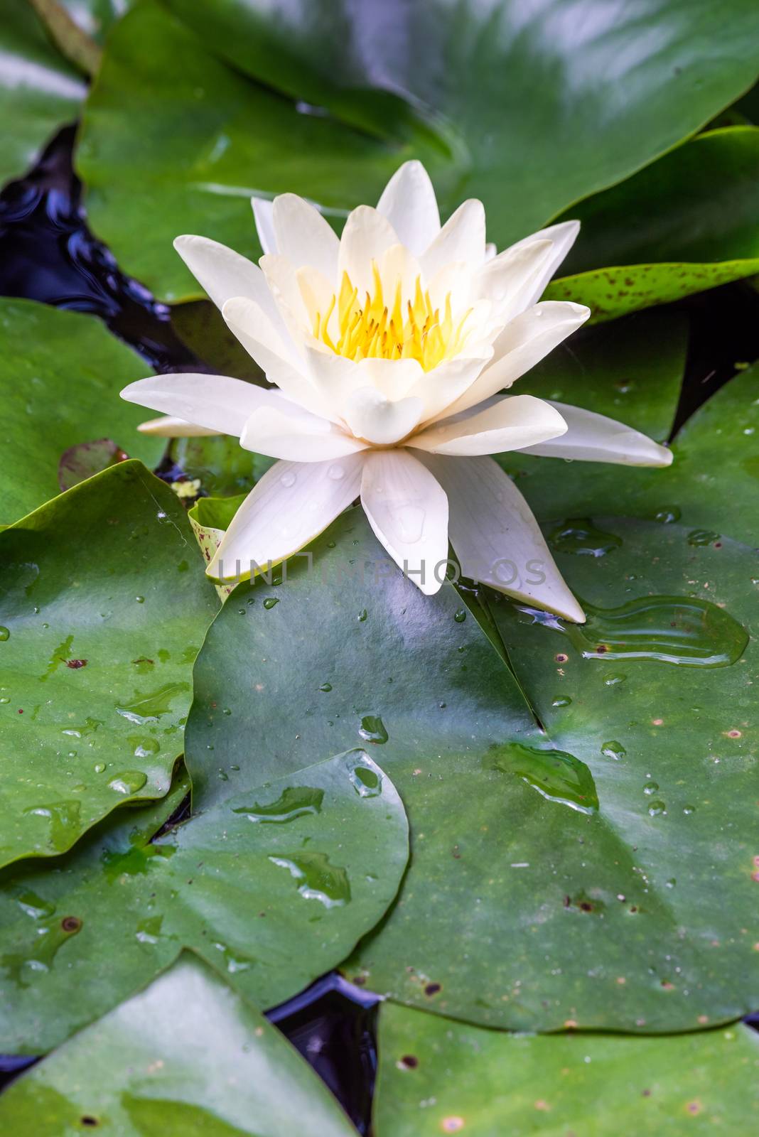 White lotus water lily flowert in a pond, Chengdu, Sichuan province, China