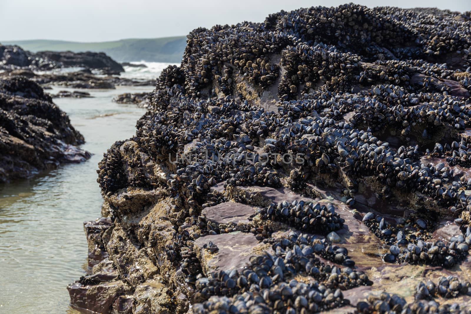 Wild blue mussels, Mytilus edulis, growing on the rocks in the intertidal zone in Cornwall, UK