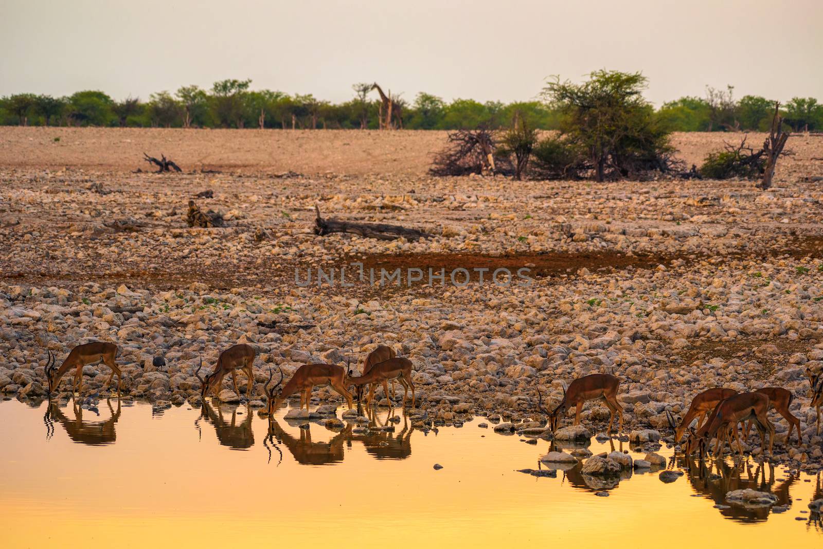 Herd of antelopes drinking water at sunset at the Okaukuejo waterhole in Etosha National Park, Namibia