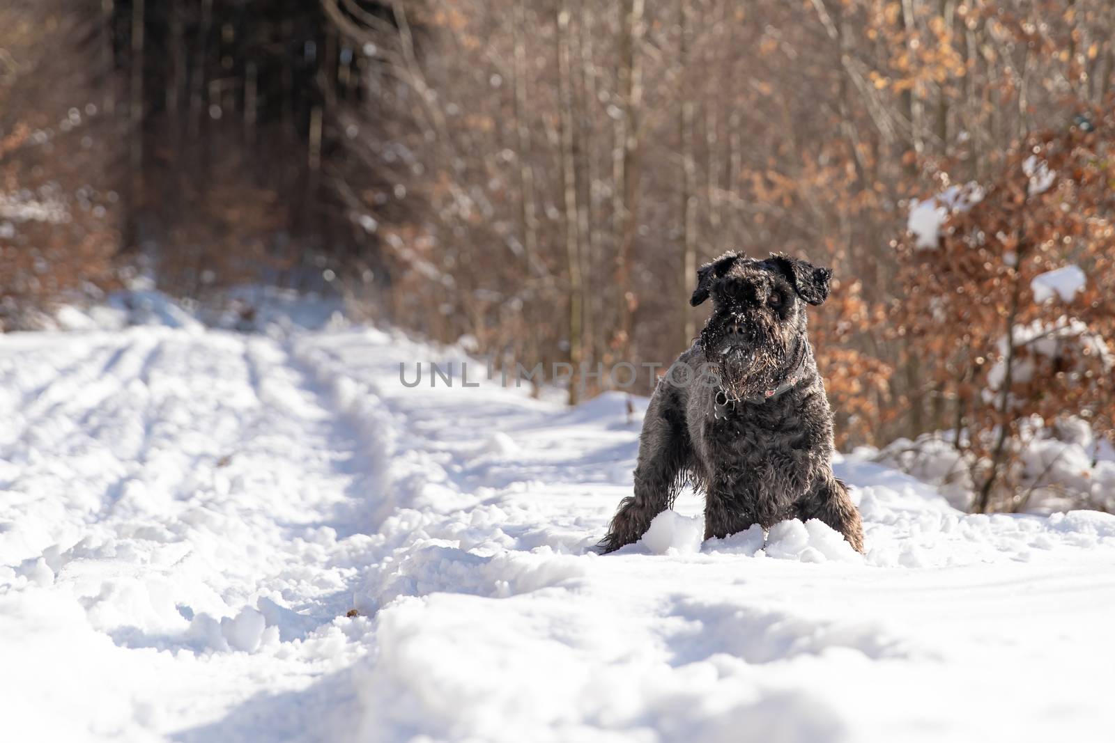 A small black dog walking through a winter snowy forest.