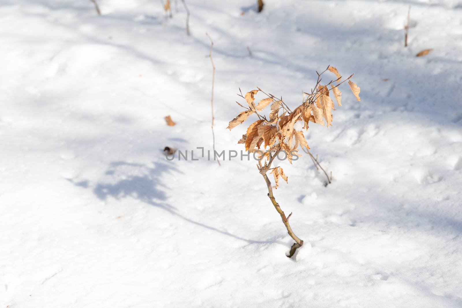 small tree with yellow leaves in the snow.