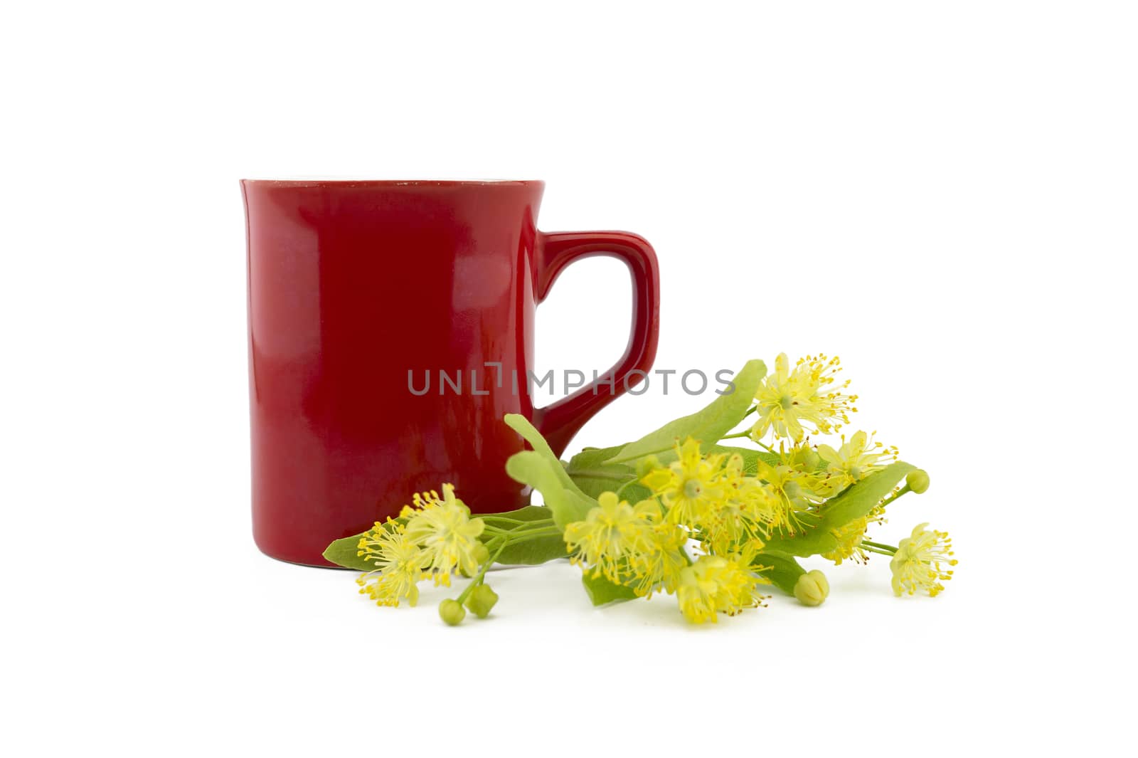 Fresh Linden or Tilia flowers and leaves near red cup isolated on white background