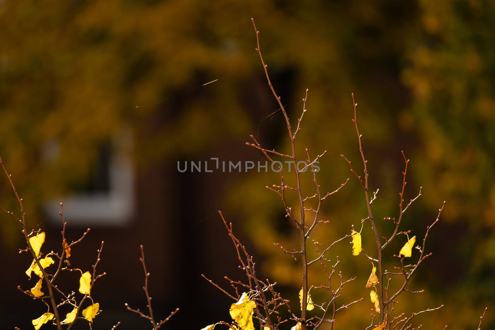 Season change concept - a bare tree top with a few autumn leaves.