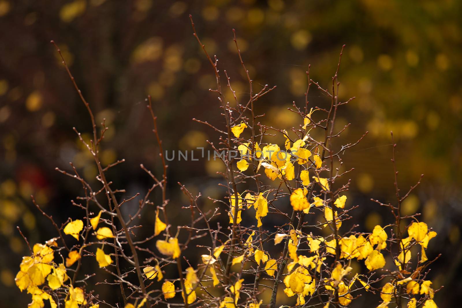 Aerial view of a bare tree top with bright yellow autumn leaves by Pendleton