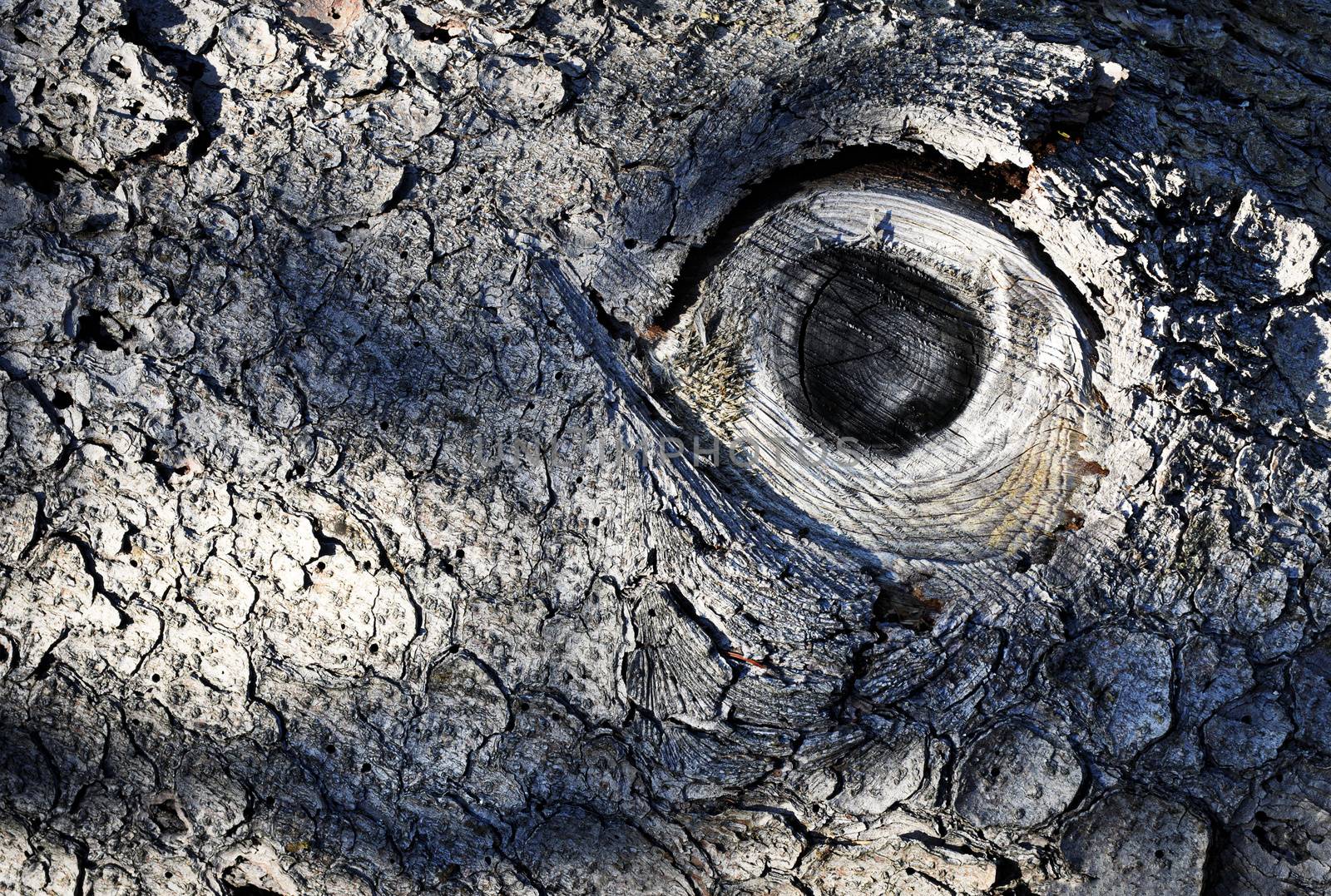 background or texture abstract eye on the bark of an old tree
