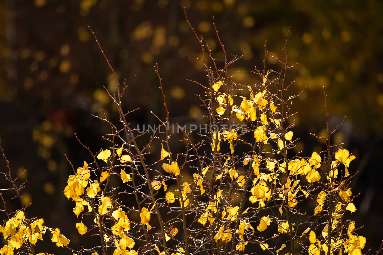 Tree top losing the last of its colorful yellow leaves by Pendleton