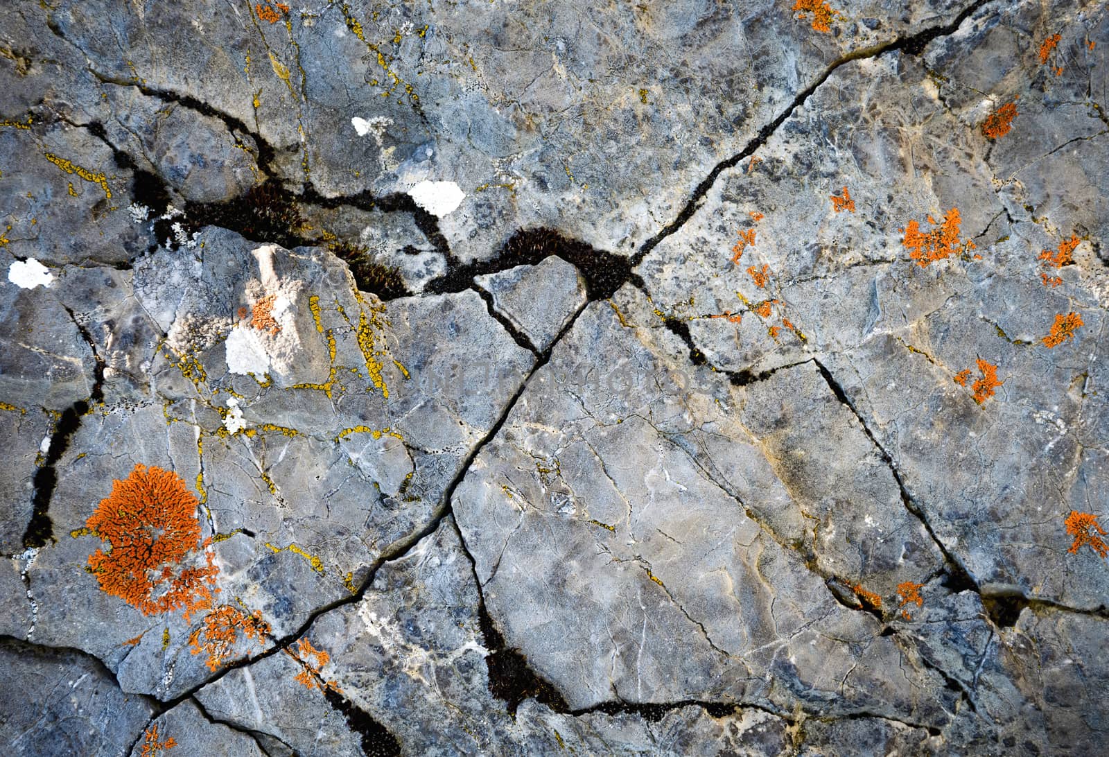 background or texture detail of gray limestone rock with orange moss