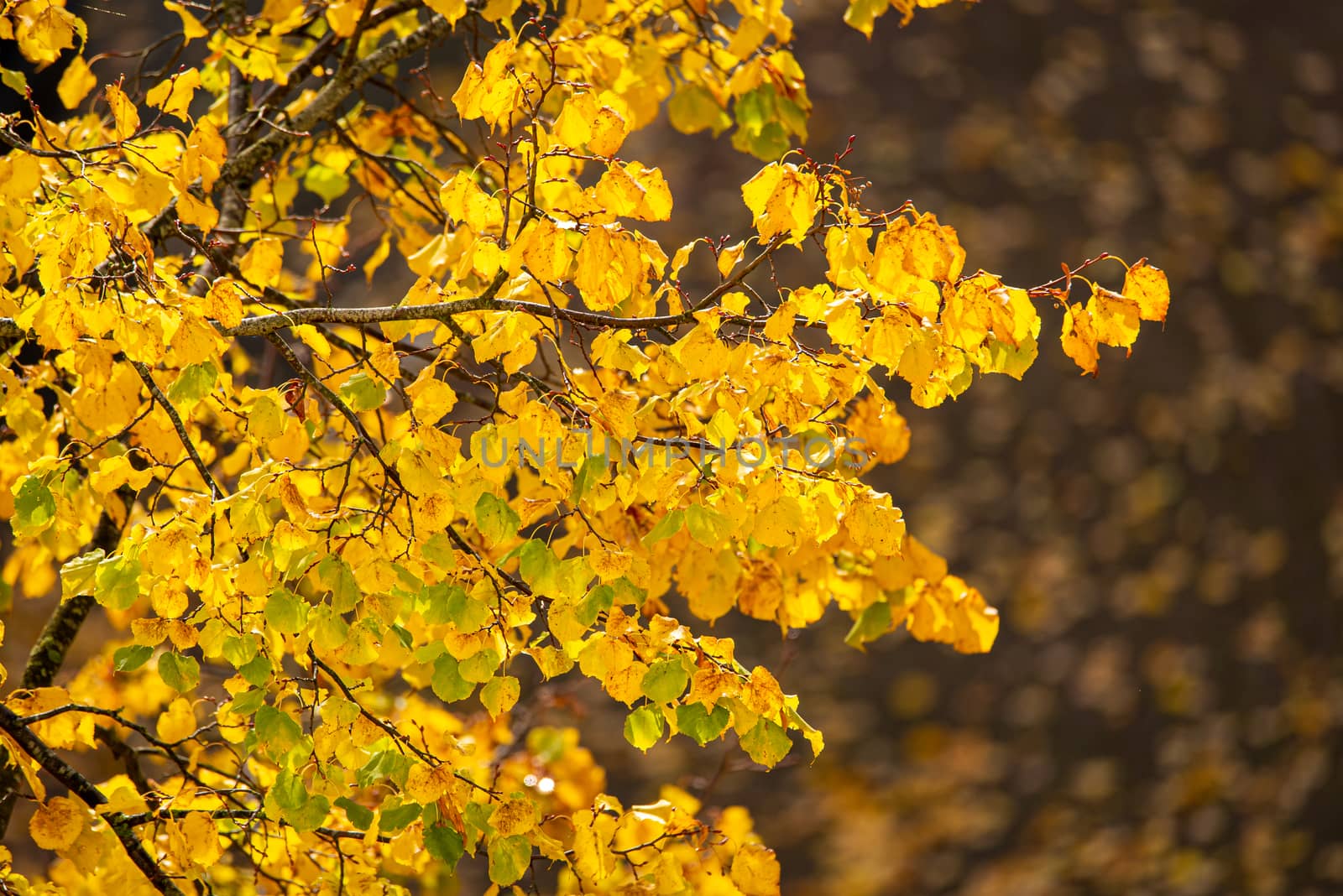 Close-up of tree branches with bright yellow autumn leaves.