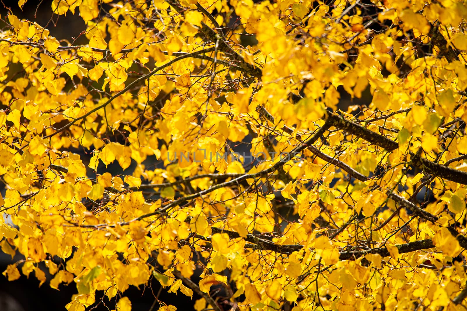 Beautiful selective focus on bright yellow fall leaves on a tree.