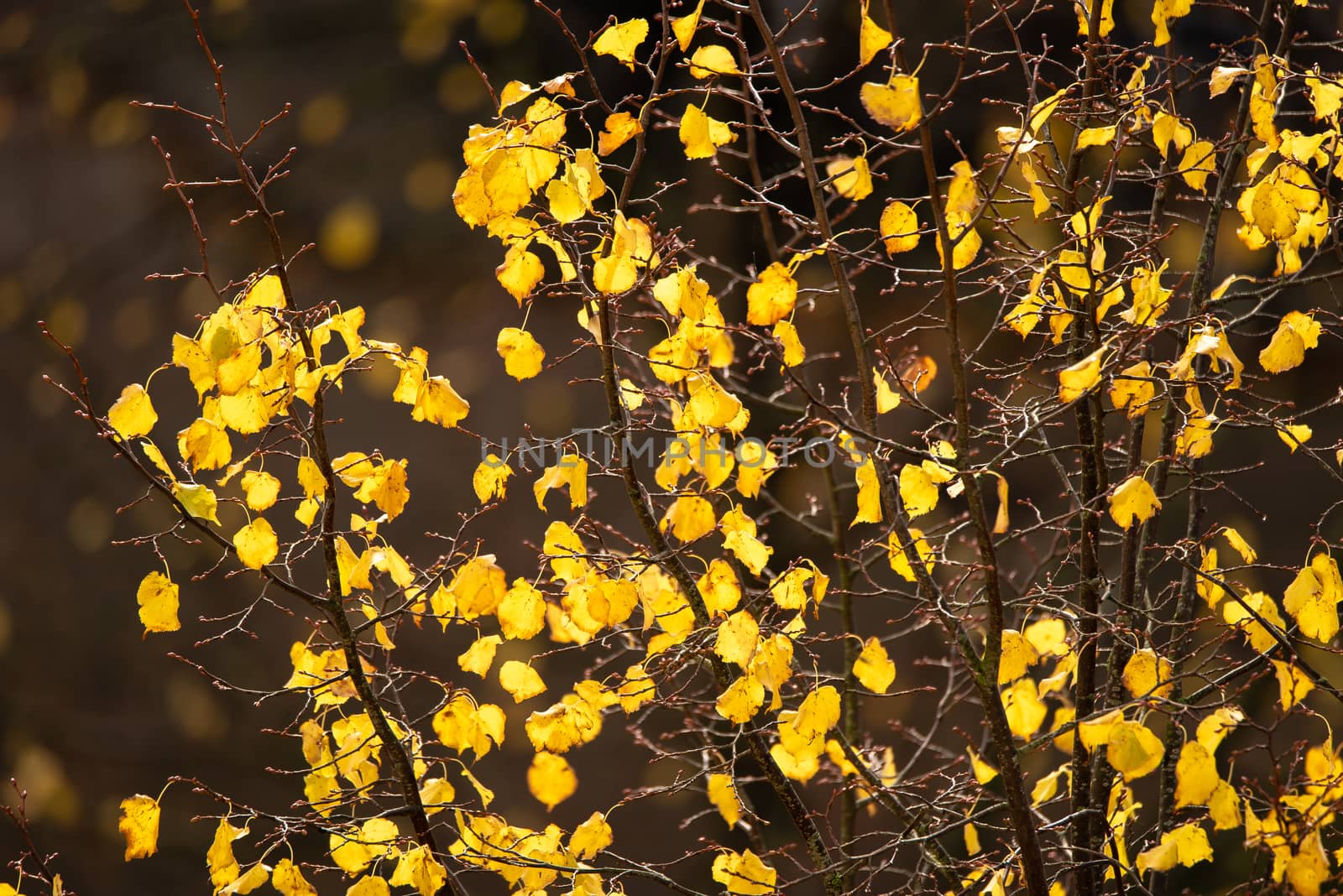 Bright yellow autumn leaves on a tree.