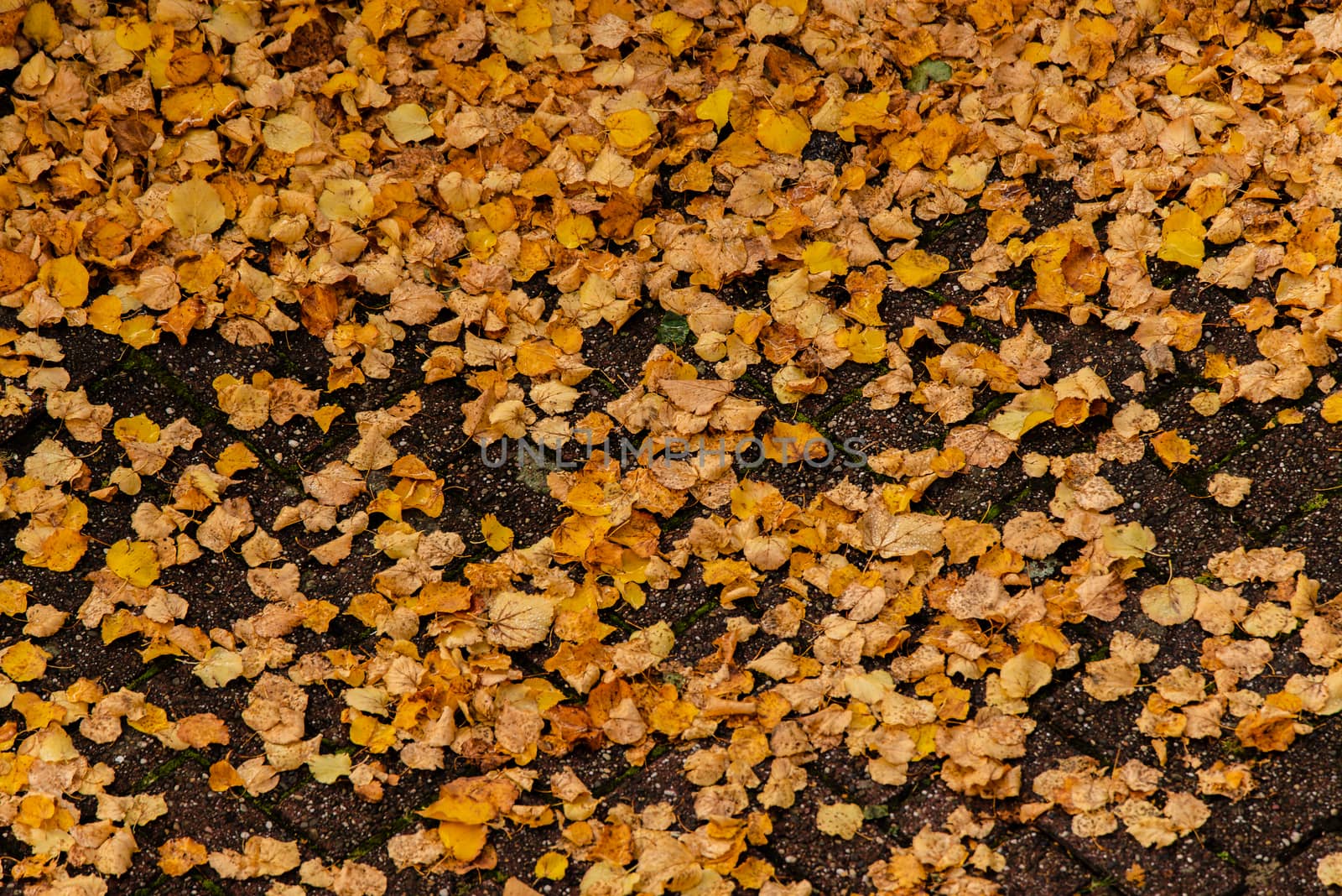 View from above of orange and yellow leaves on the ground.