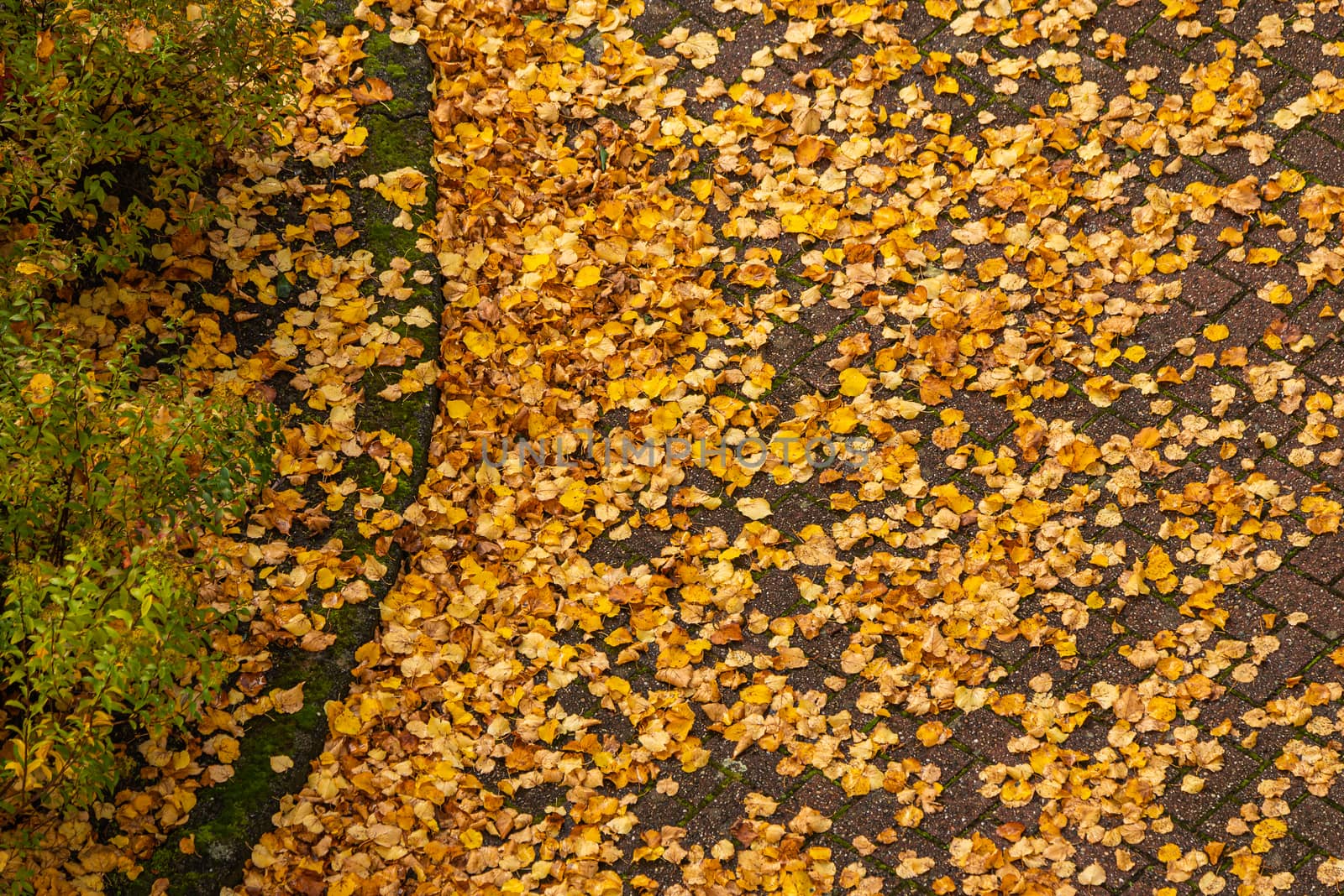 View from above of colorful autumn leaves in a parking lot.