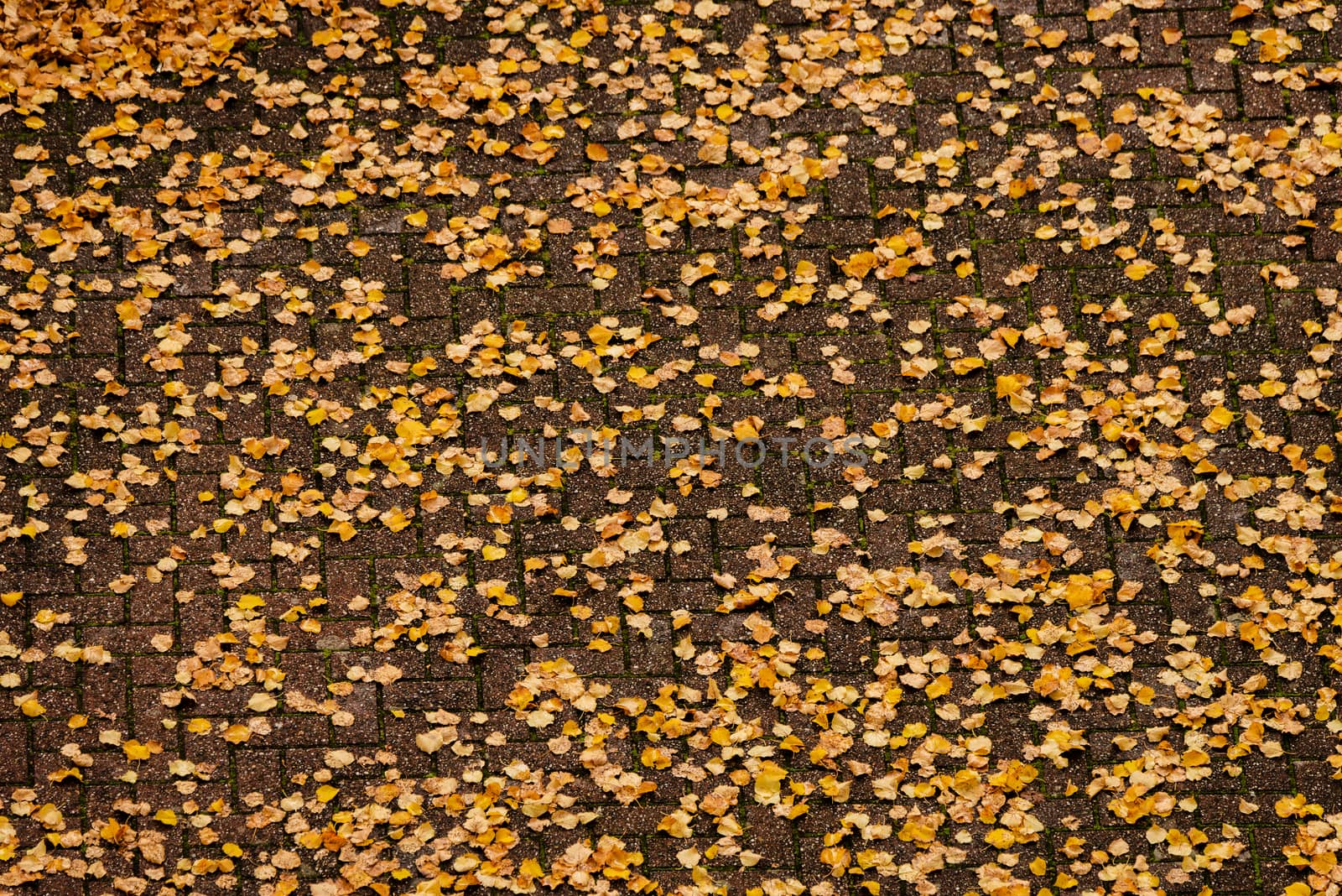 Aerial perspective of orange and yellow fall leaves on bricks by Pendleton