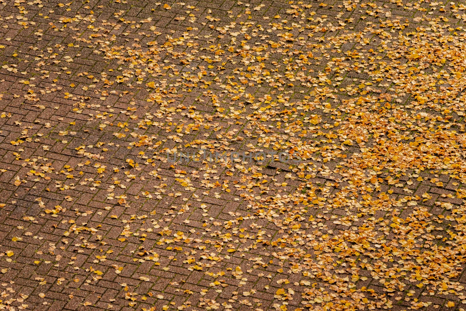 Aerial perspective of autumn leaves covering bricks on the ground.