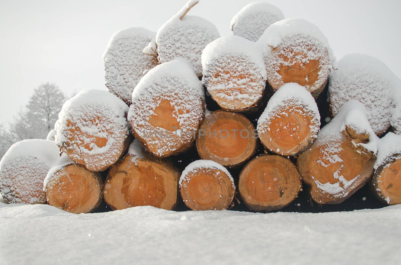 Harvest of timber. Firewood is a renewable energy source. Log trunks pile, the logging timber forest wood industry.