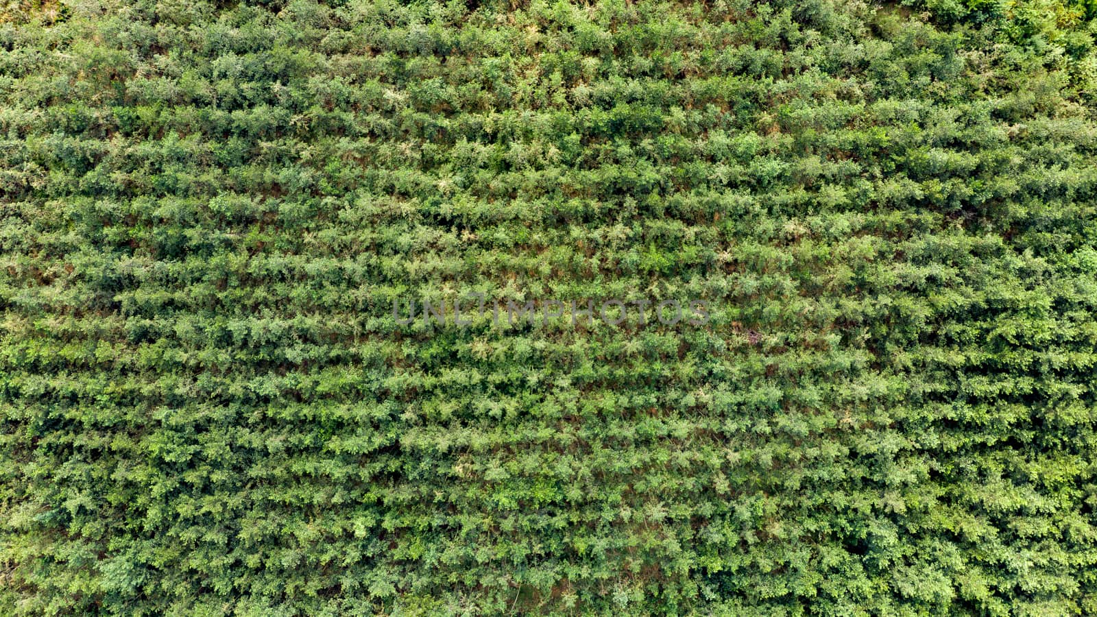 Aerial view of a production forest with small trees planted in a row, in a line. Straight above drone shot.