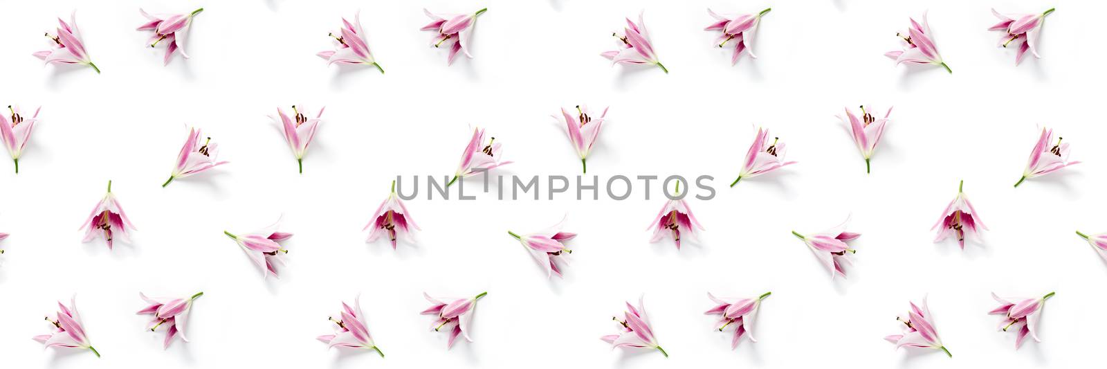 isolated pink Lilly flower bloom on white background, lilly flower flat lay creative background.