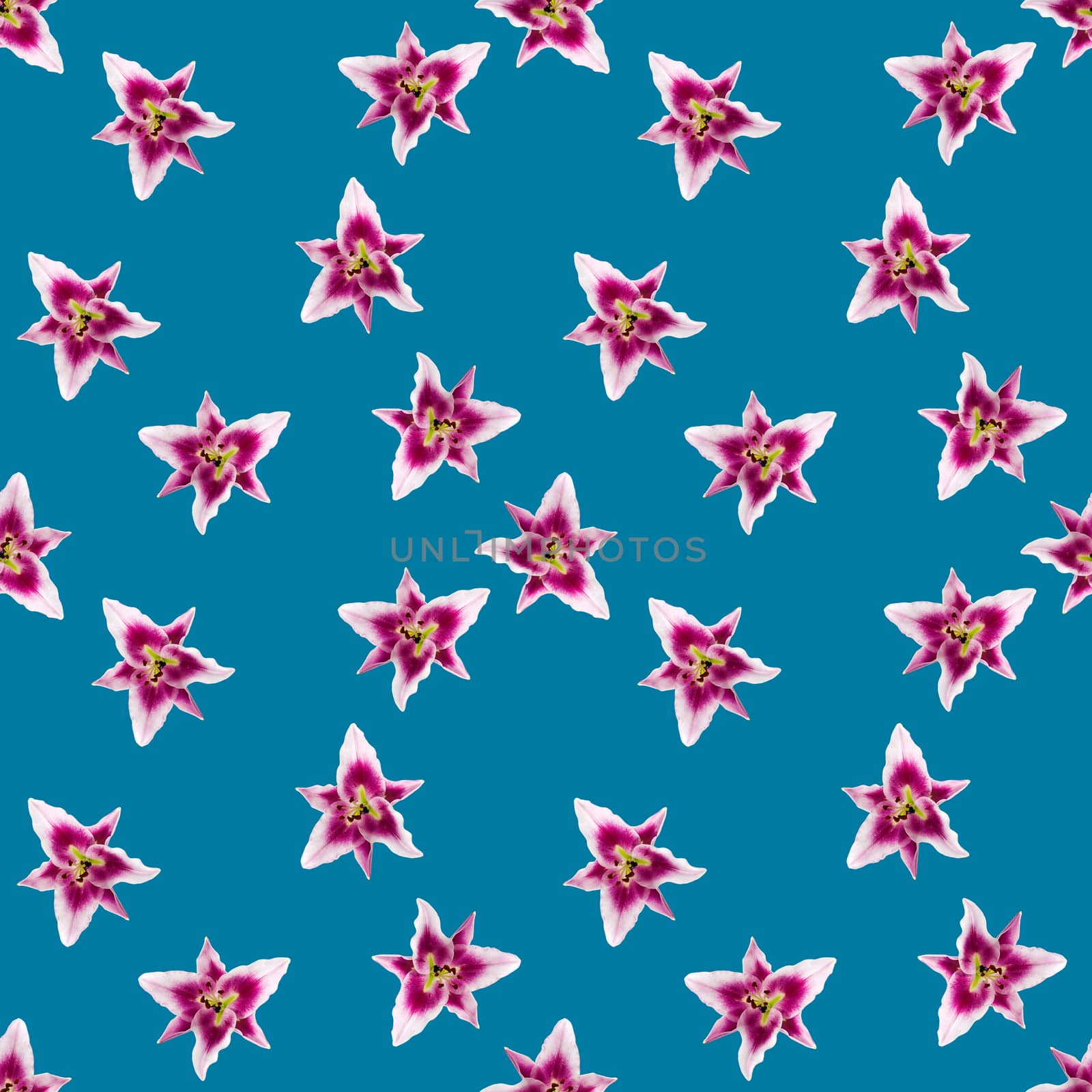 seamless pattern of pink Lily flower bloom. Pink lily flowers over blue background seamless texture. flat lay flower pattern