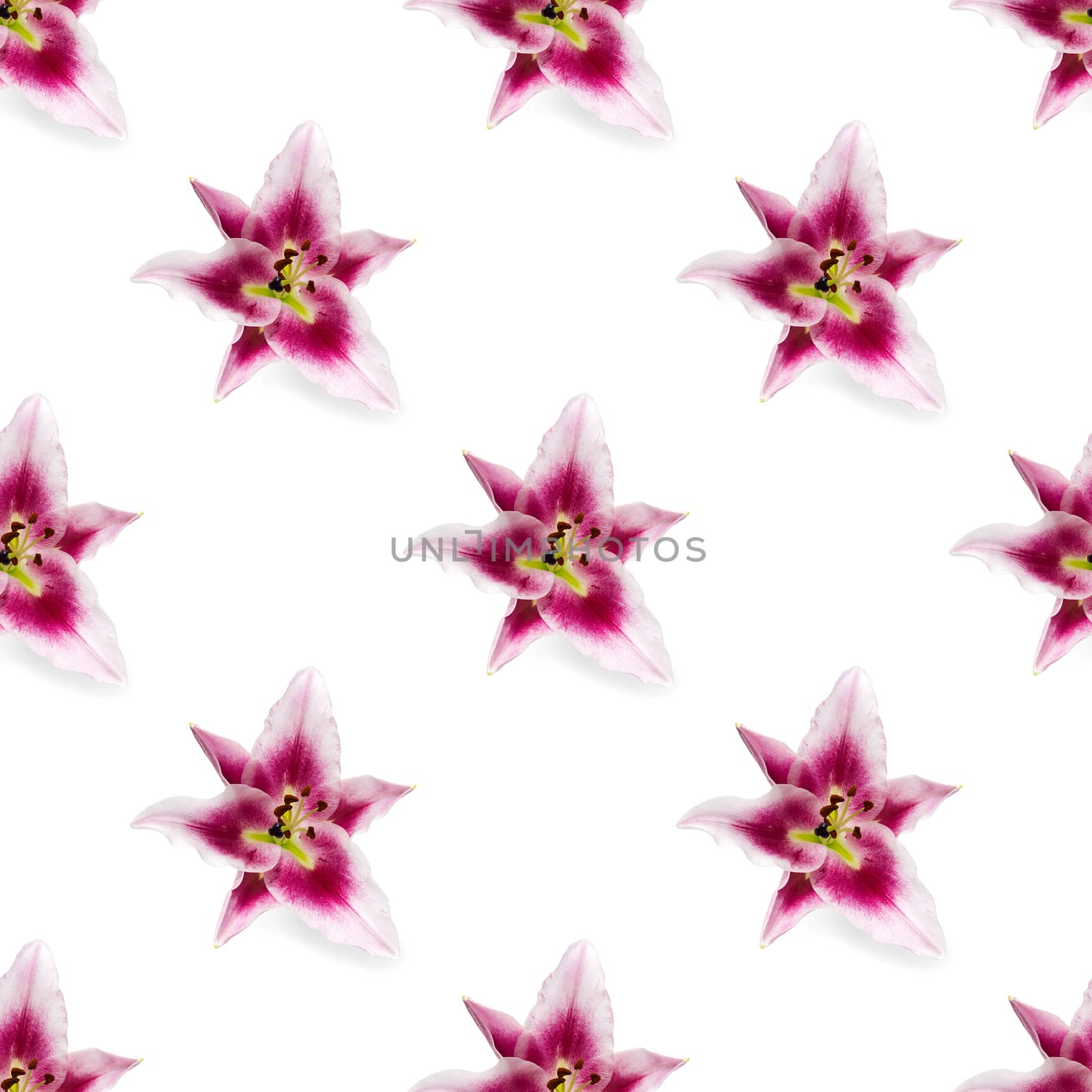 seamless pattern of pink Lily flower bloom. Pink lily flowers over white background seamless texture. flat lay flower pattern