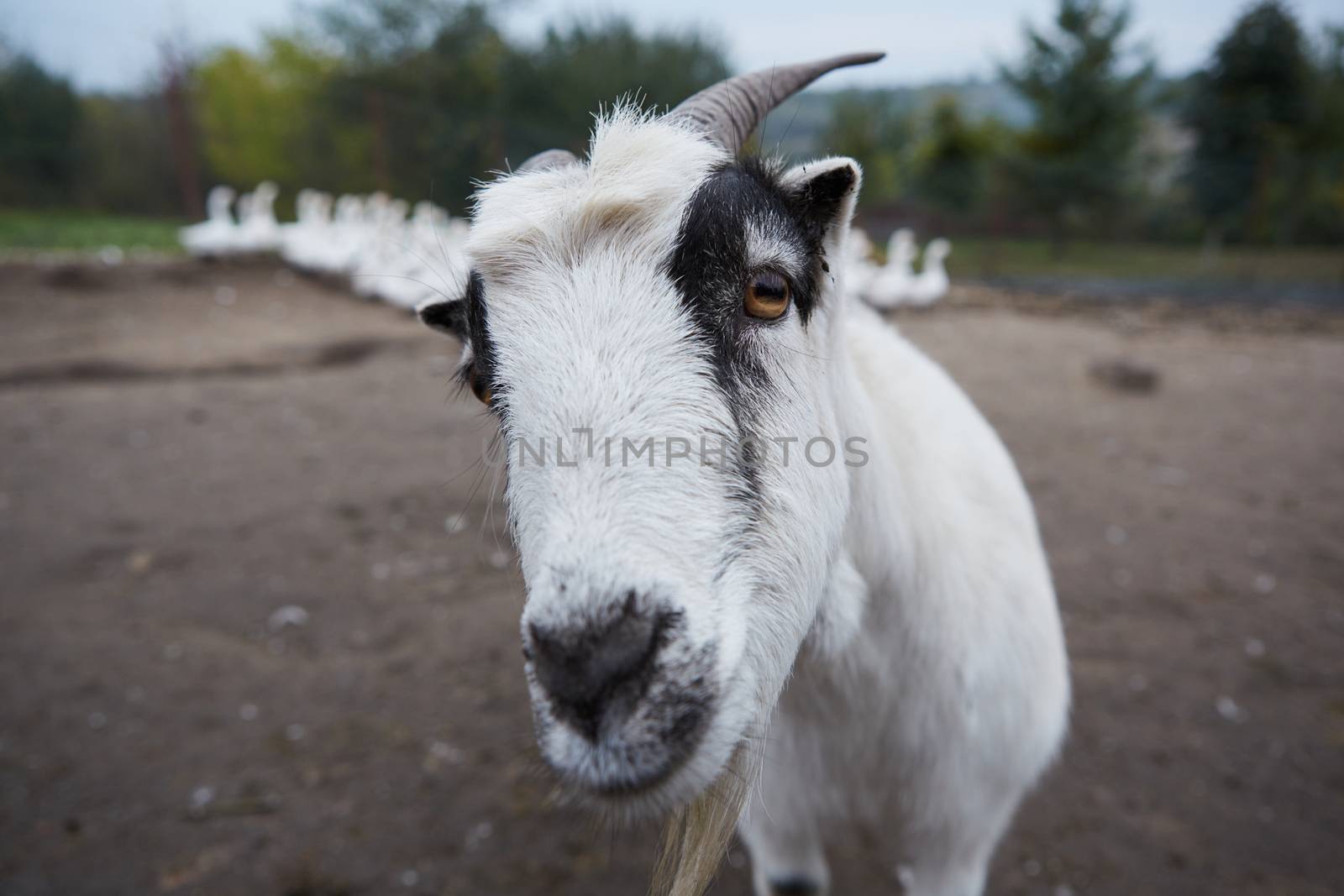 Goat with big horns and yellow eyes. Funny goat looking in camera. Livestock. Goat grazing on pasture. Animal portrait