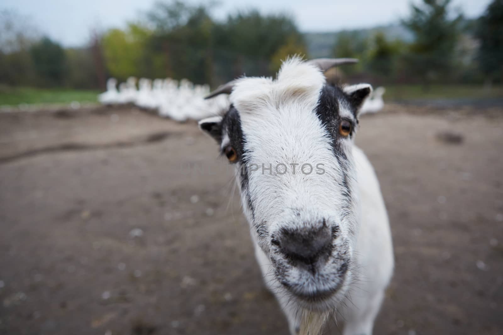 Happy Goat. Goat is standing and looking into the camera, selective focus on head