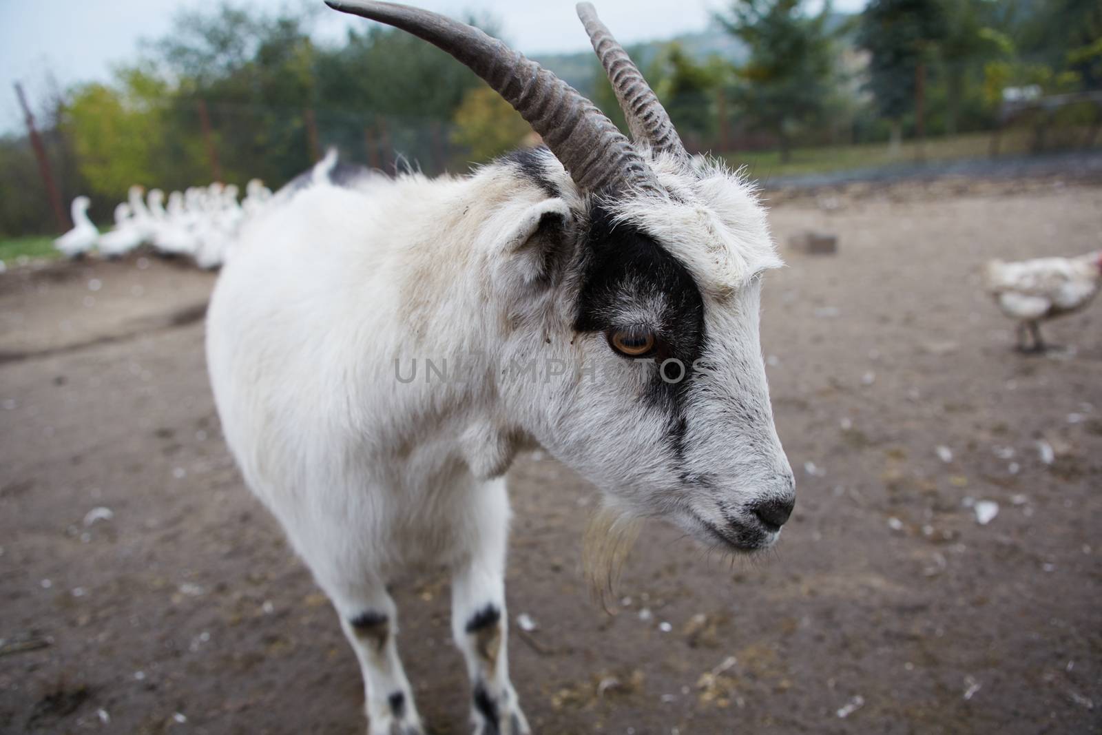 Goat with big horns and yellow eyes. Funny goat looking in camera. Livestock. Goat grazing on pasture. Animal portrait. by sarymsakov