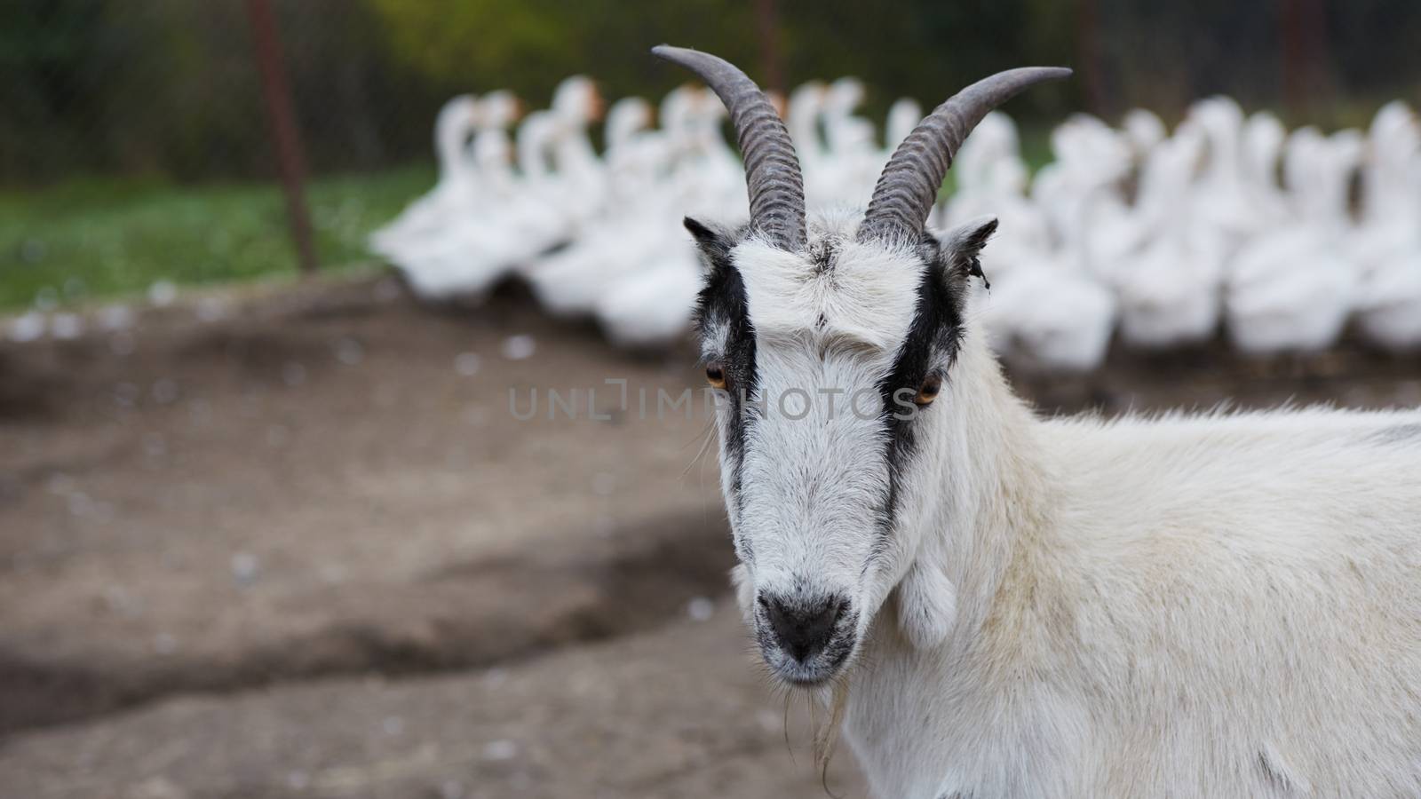 Happy Goat. Goat is standing and looking into the camera, selective focus on head. by sarymsakov