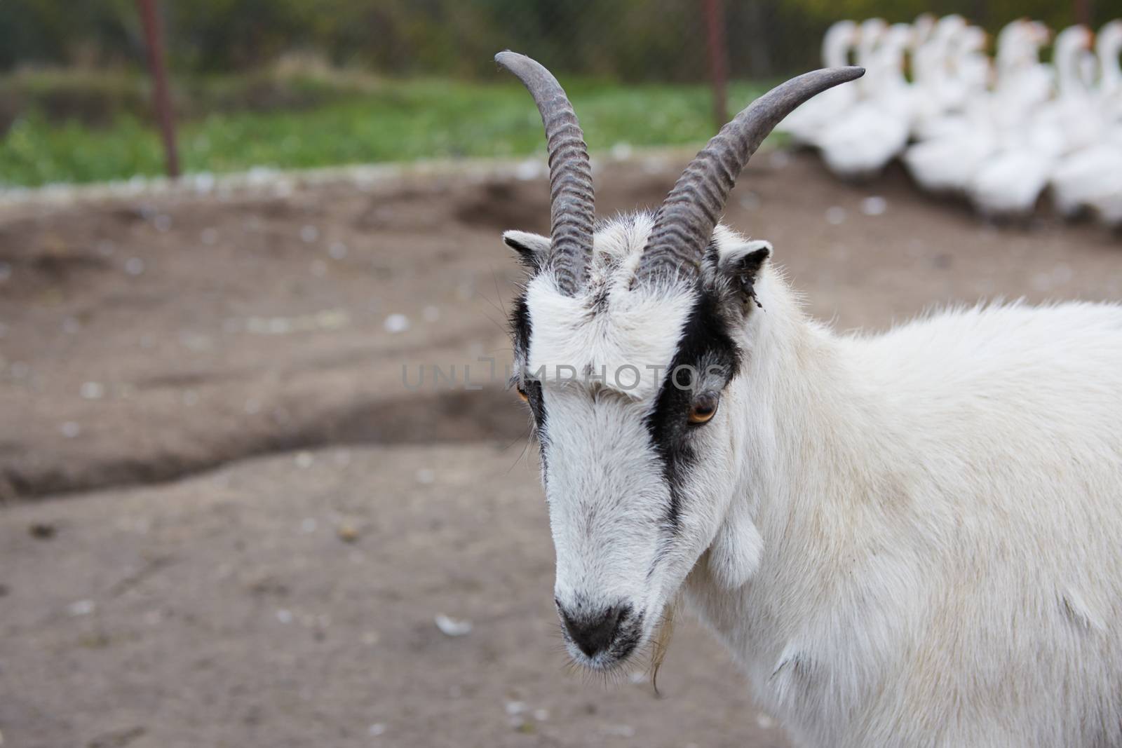 Goat with big horns and yellow eyes. Funny goat looking in camera. Livestock. Goat grazing on pasture. Animal portrait