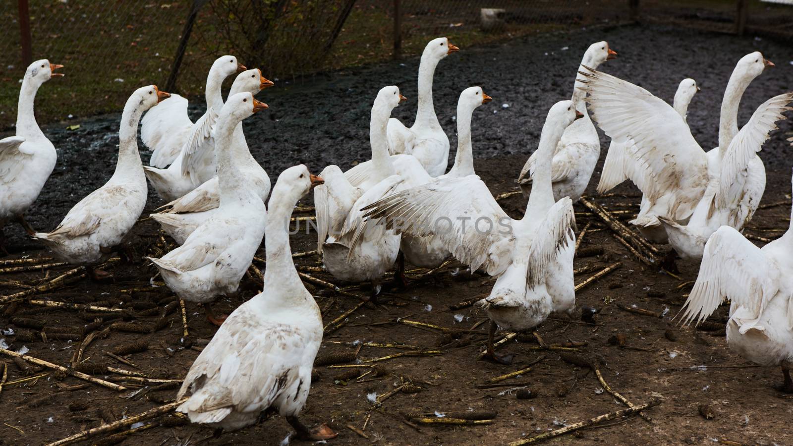 Domestic geese graze on traditional village goose farm. Group goose running in village.