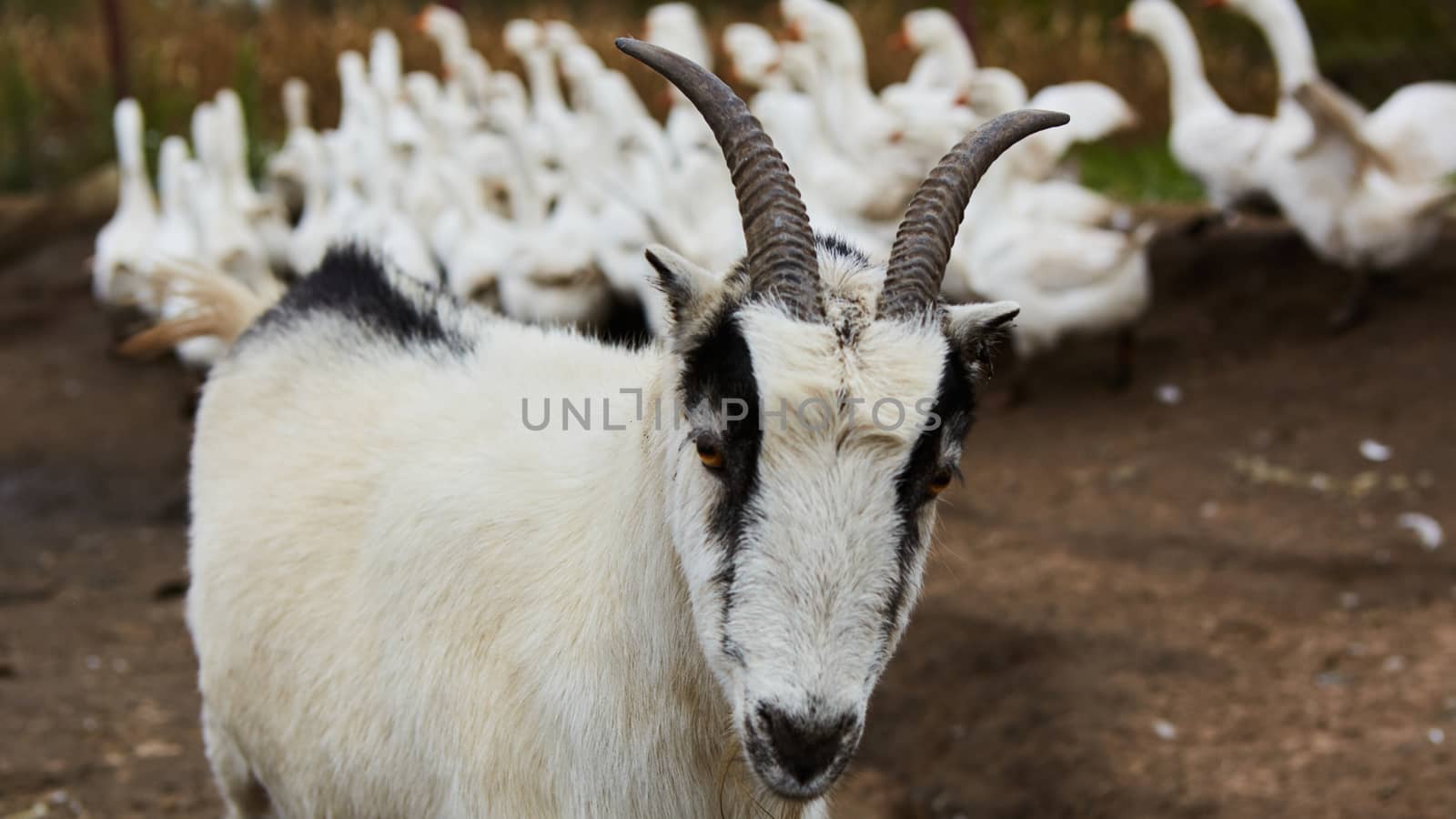 Happy Goat. Goat is standing and looking into the camera, selective focus on head. by sarymsakov